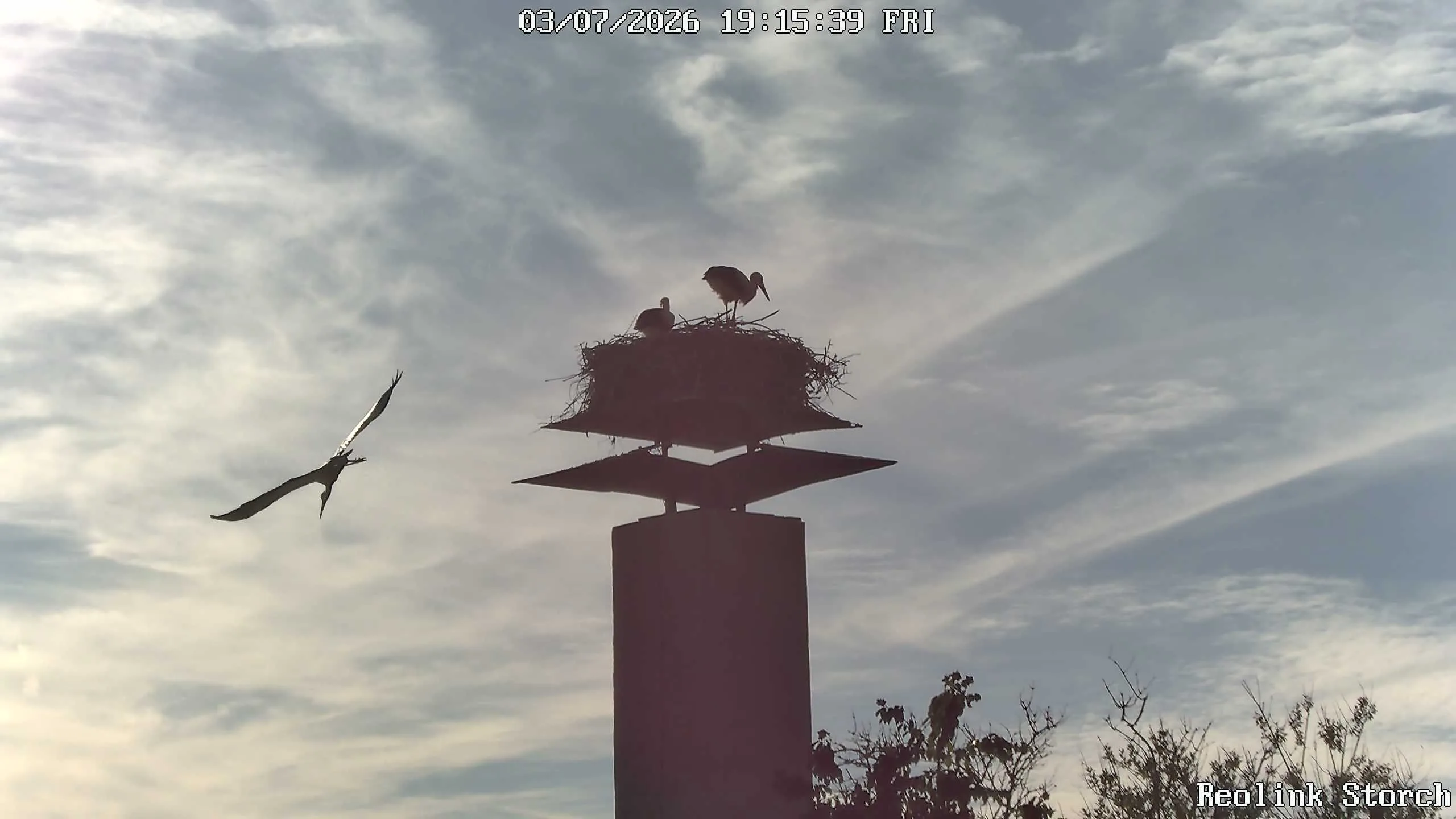 Storchencam Bild