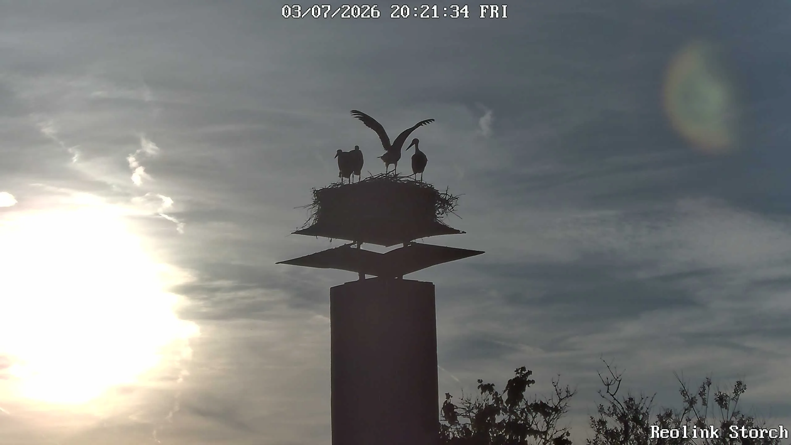 Storchencam Bild