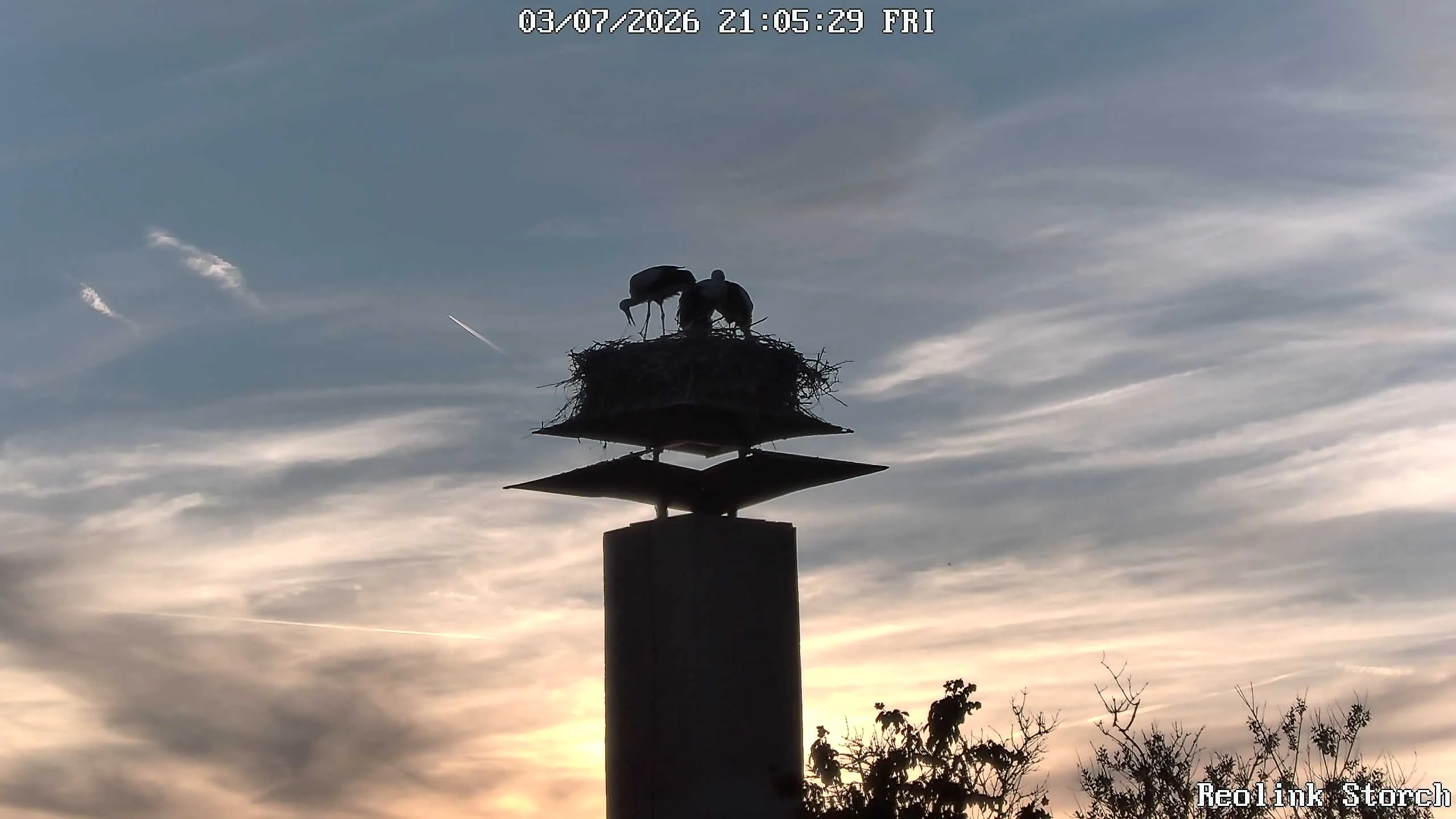 Storchencam Bild