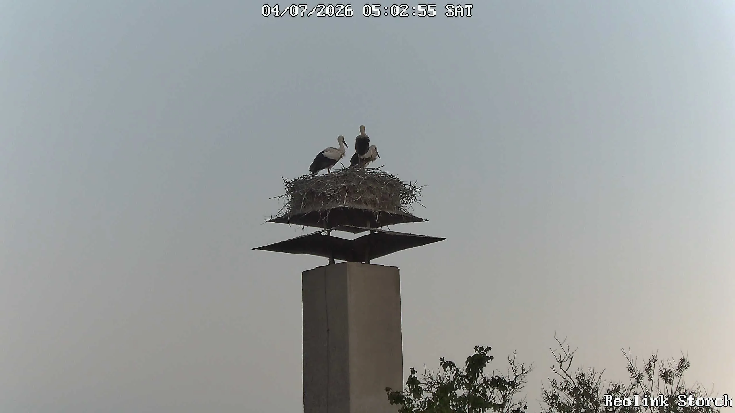 Storchencam Bild