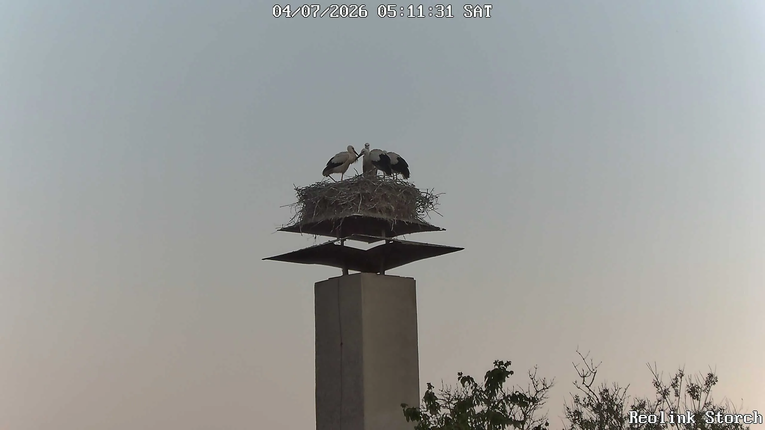 Storchencam Bild