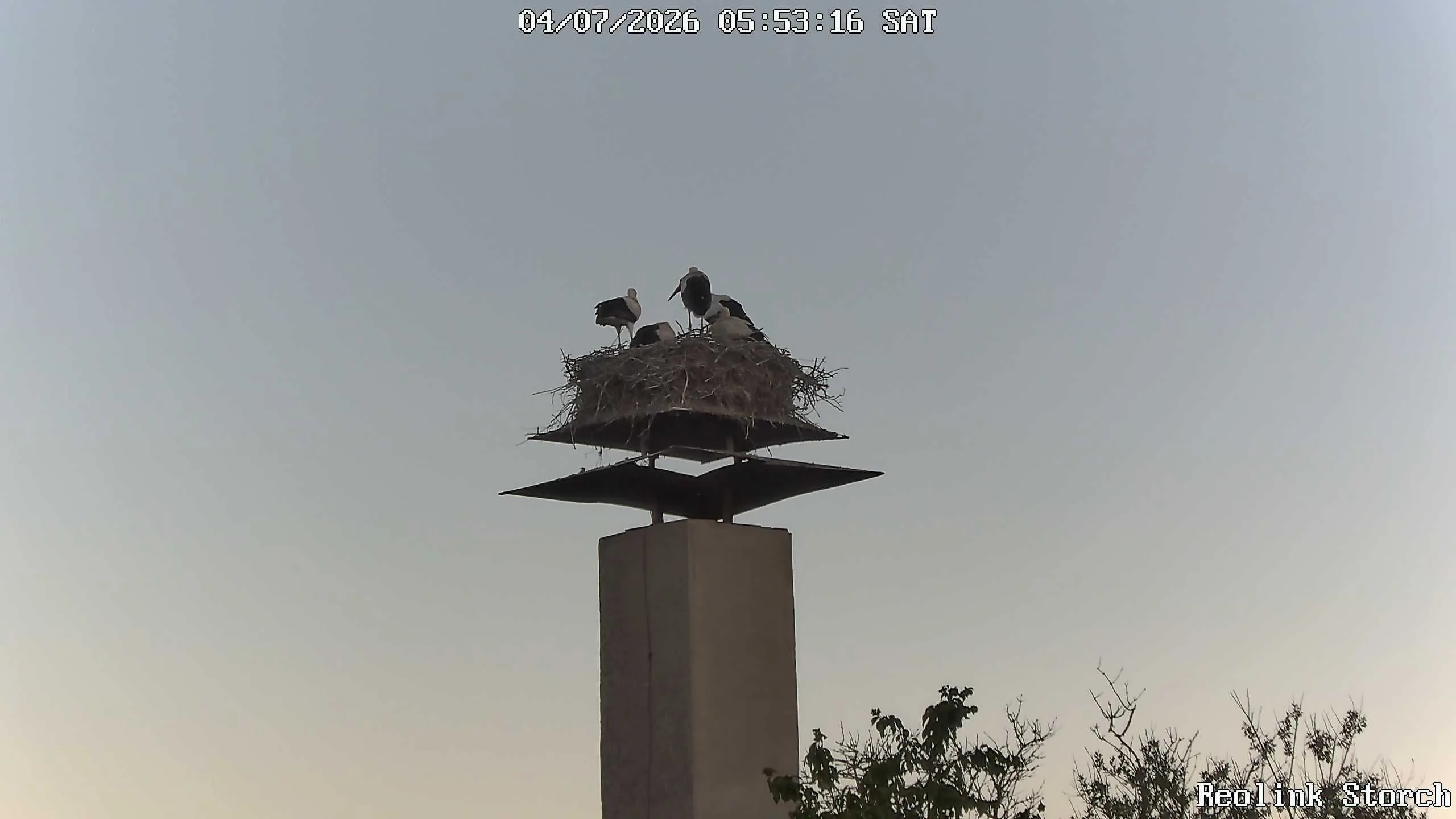 Storchencam Bild