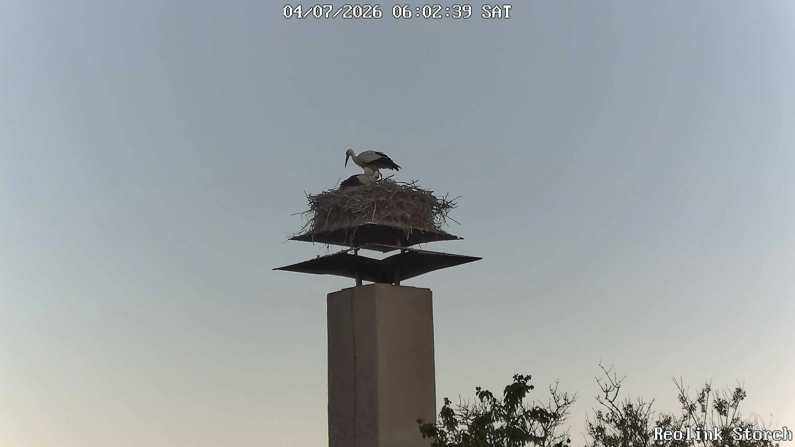 Storchencam Bild
