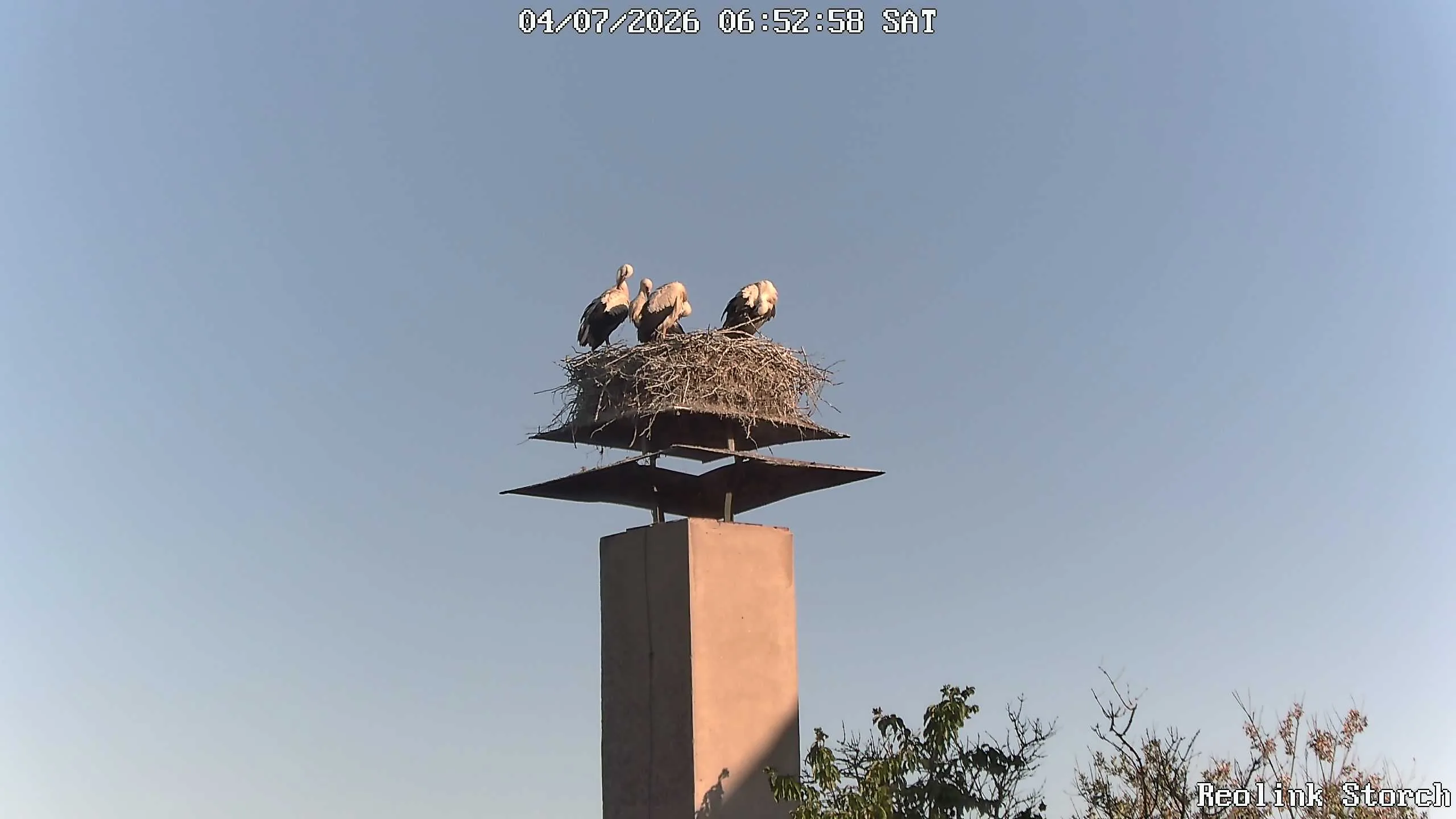 Storchencam Bild