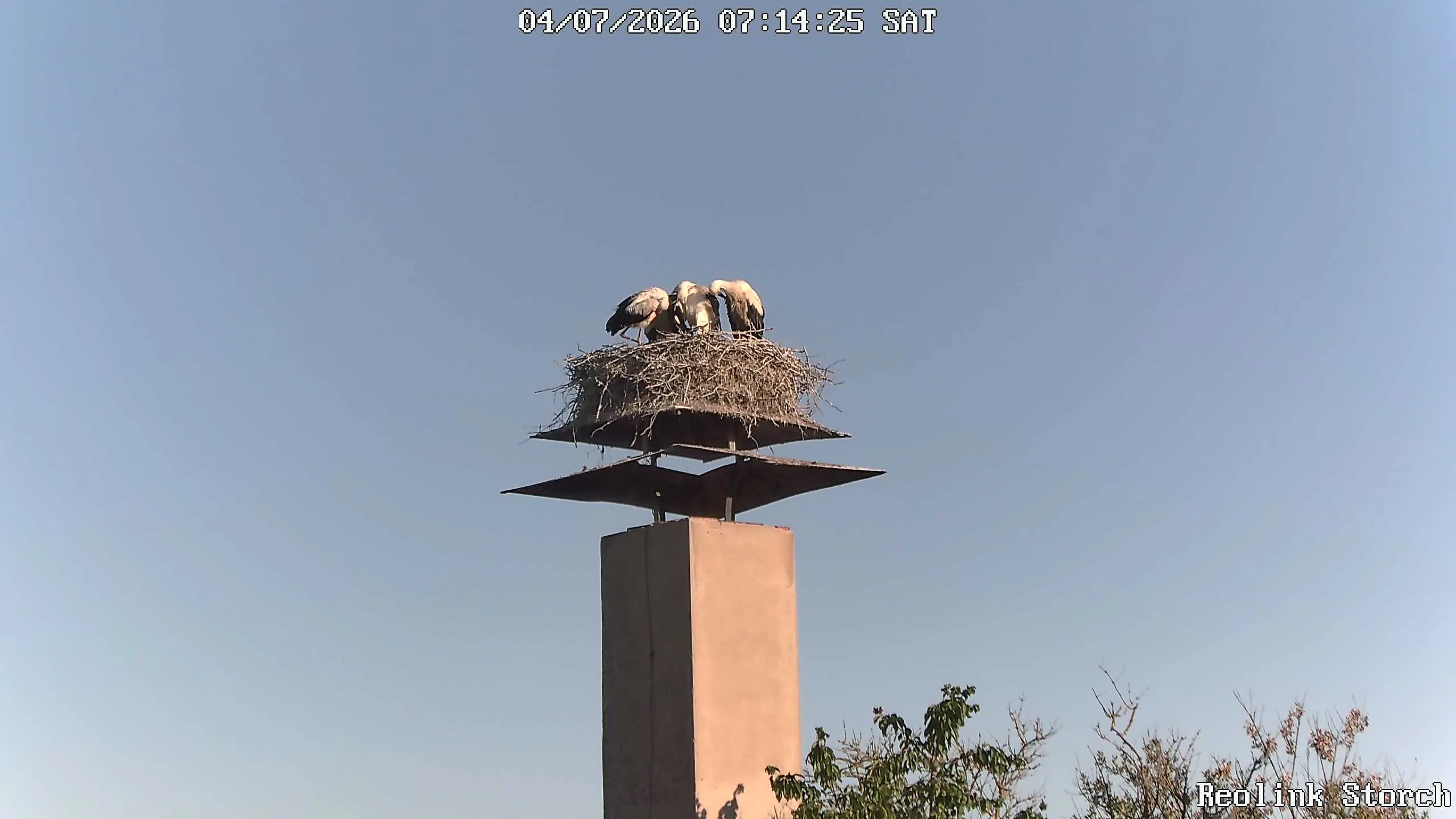 Storchencam Bild