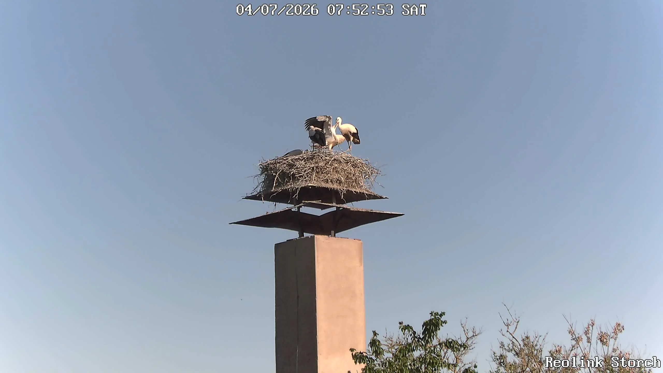 Storchencam Bild
