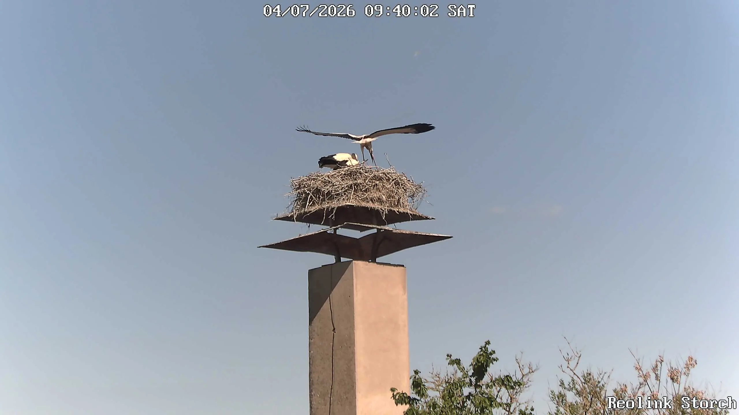 Storchencam Bild