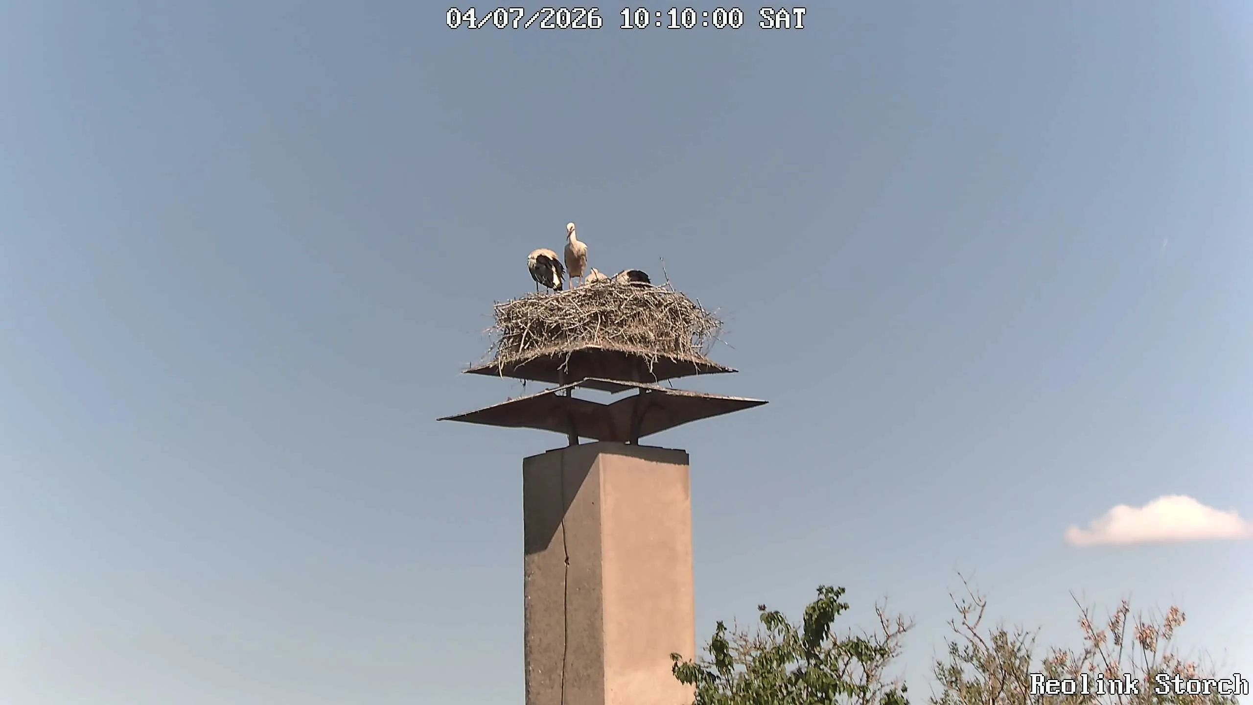 Storchencam Bild