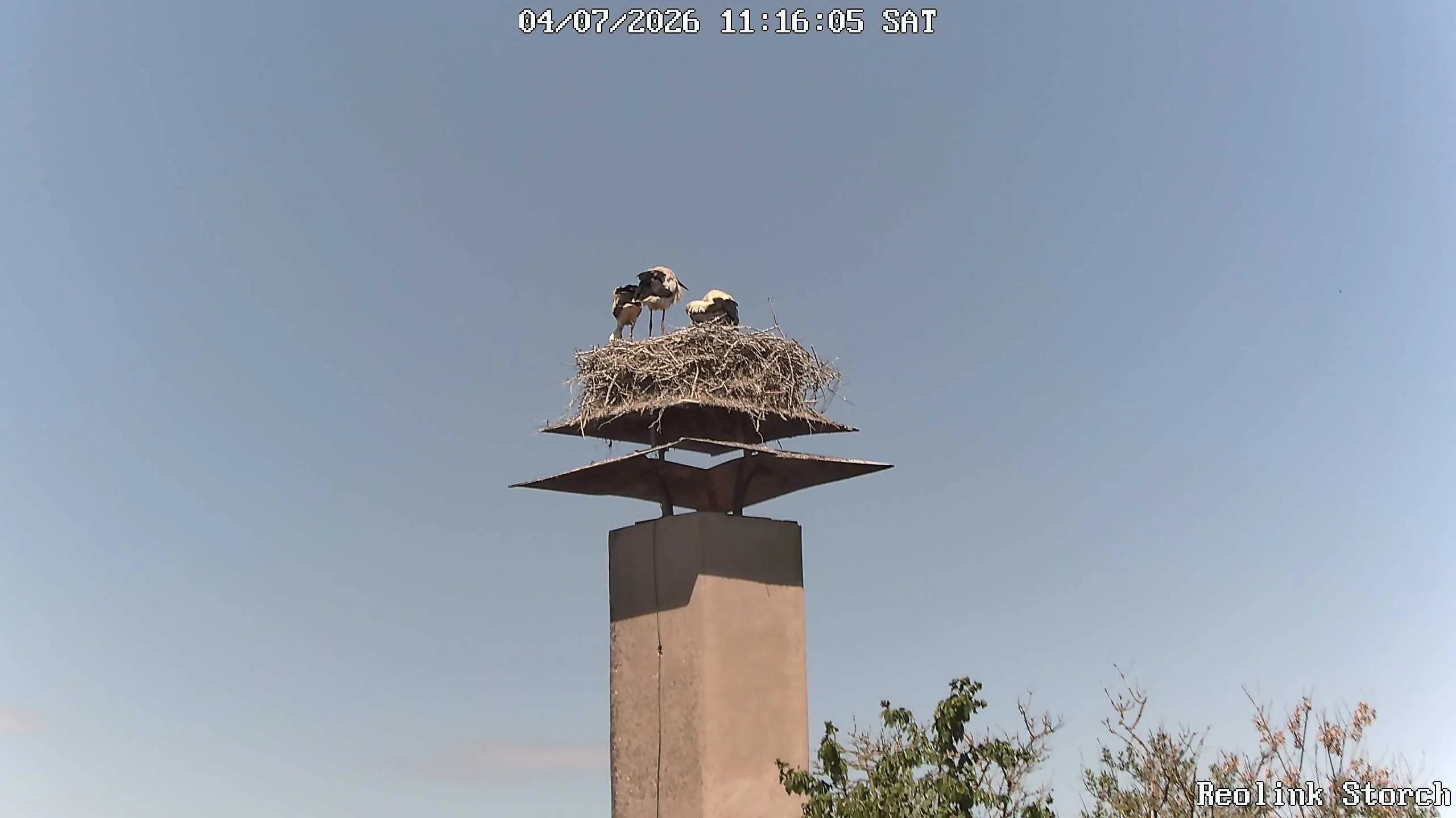 Storchencam Bild