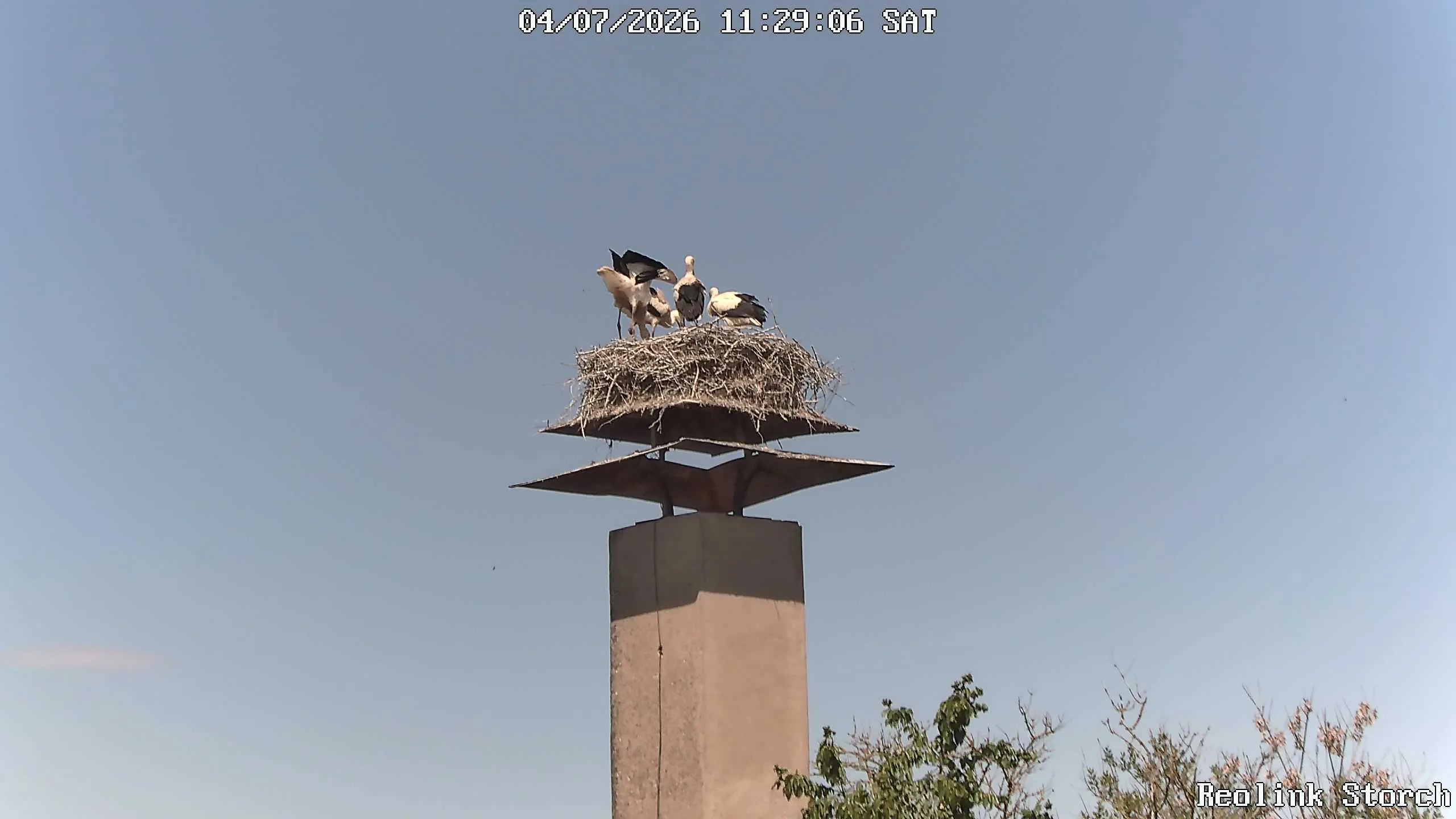 Storchencam Bild