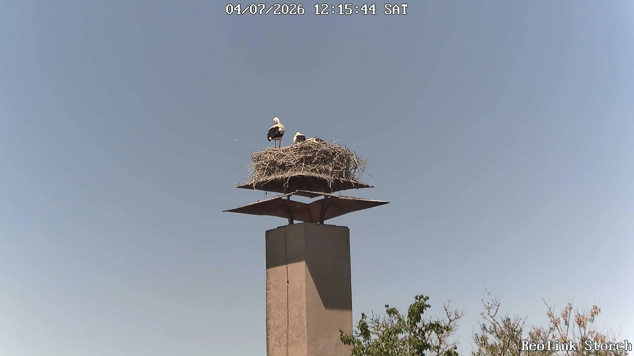 Storchencam Bild