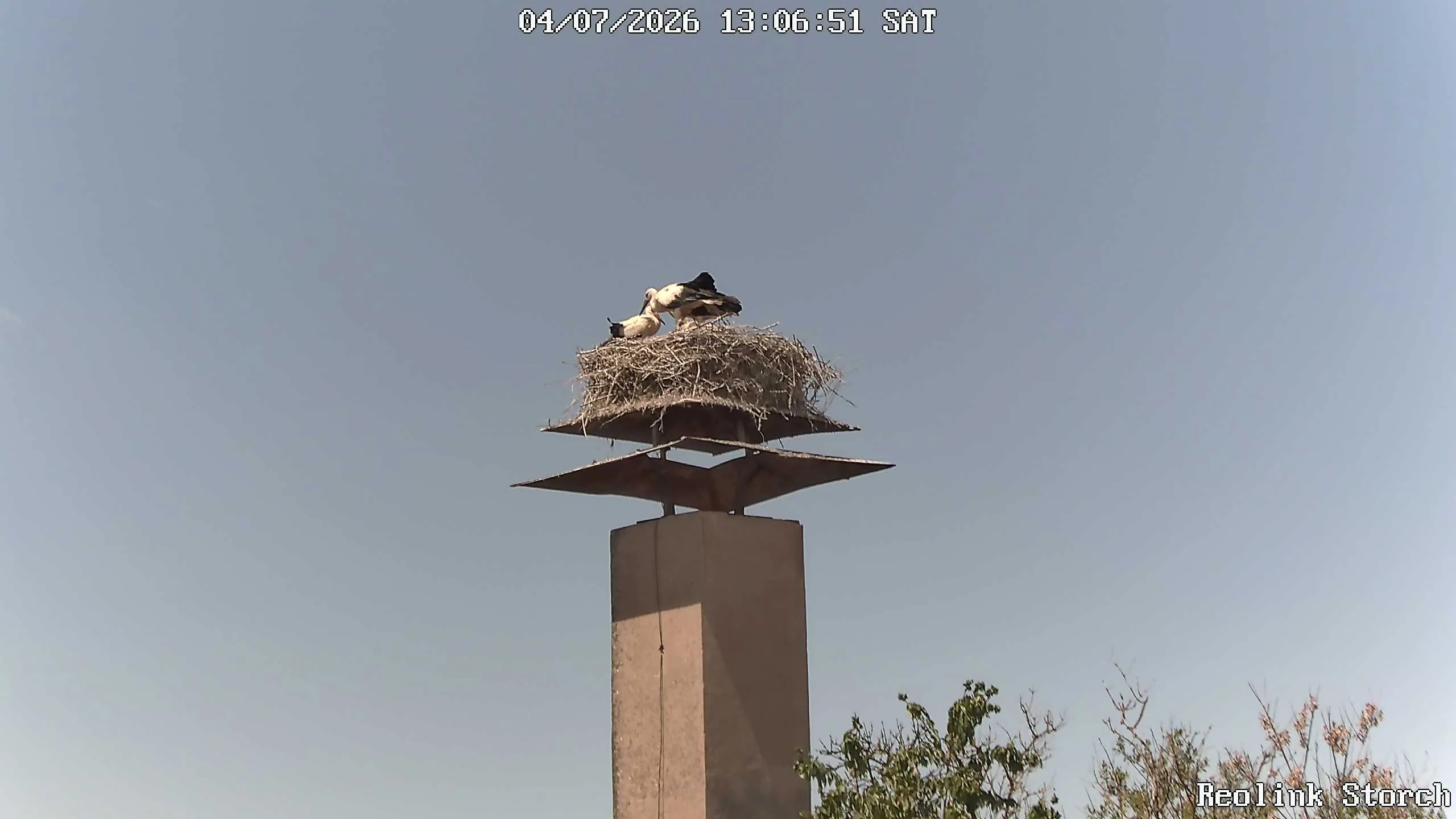 Storchencam Bild