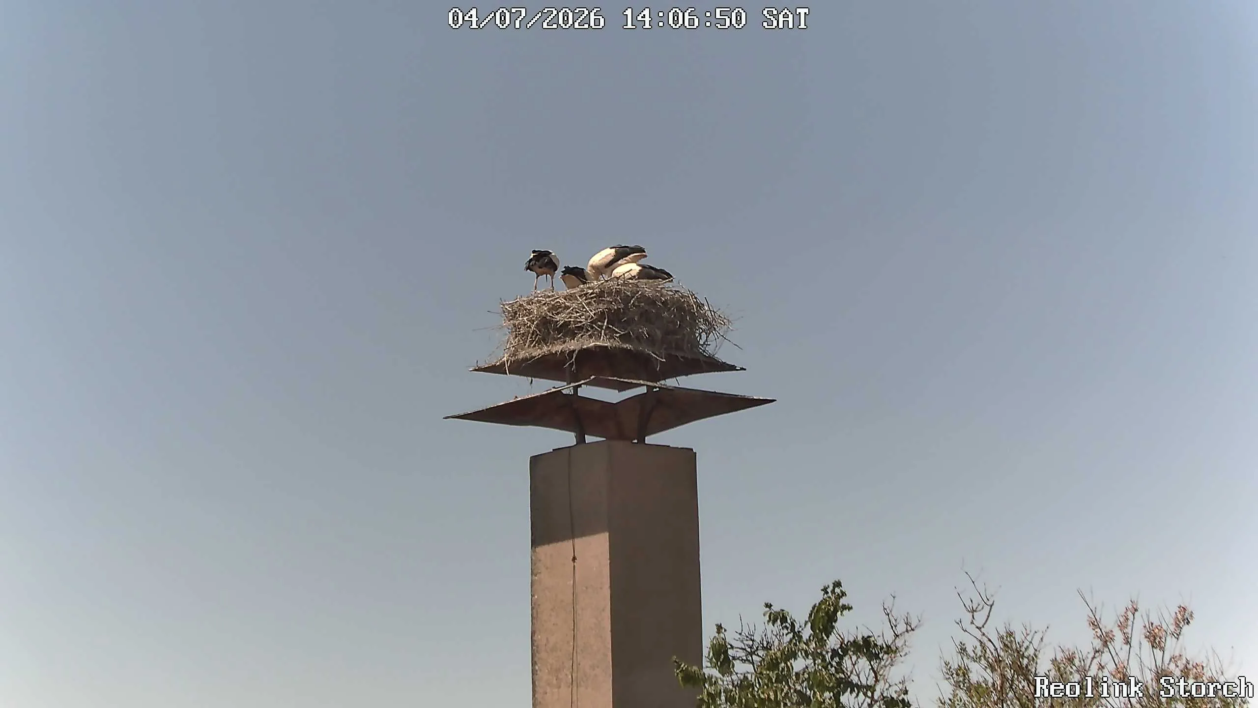 Storchencam Bild
