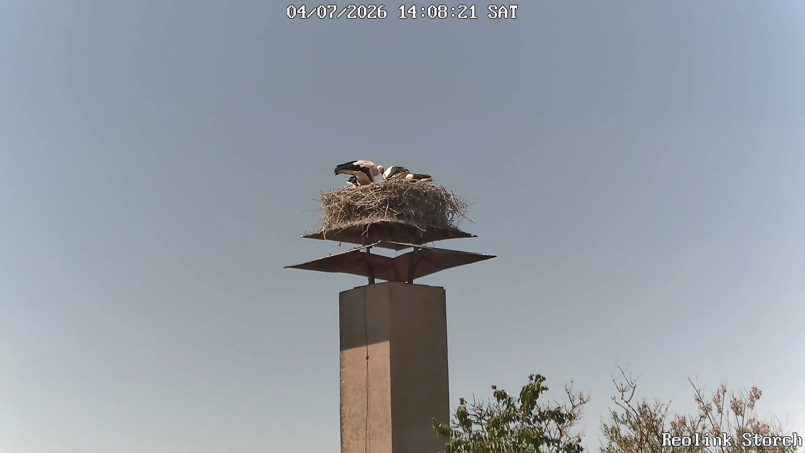 Storchencam Bild