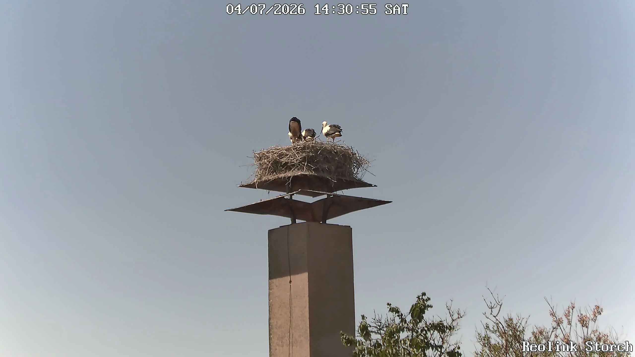 Storchencam Bild