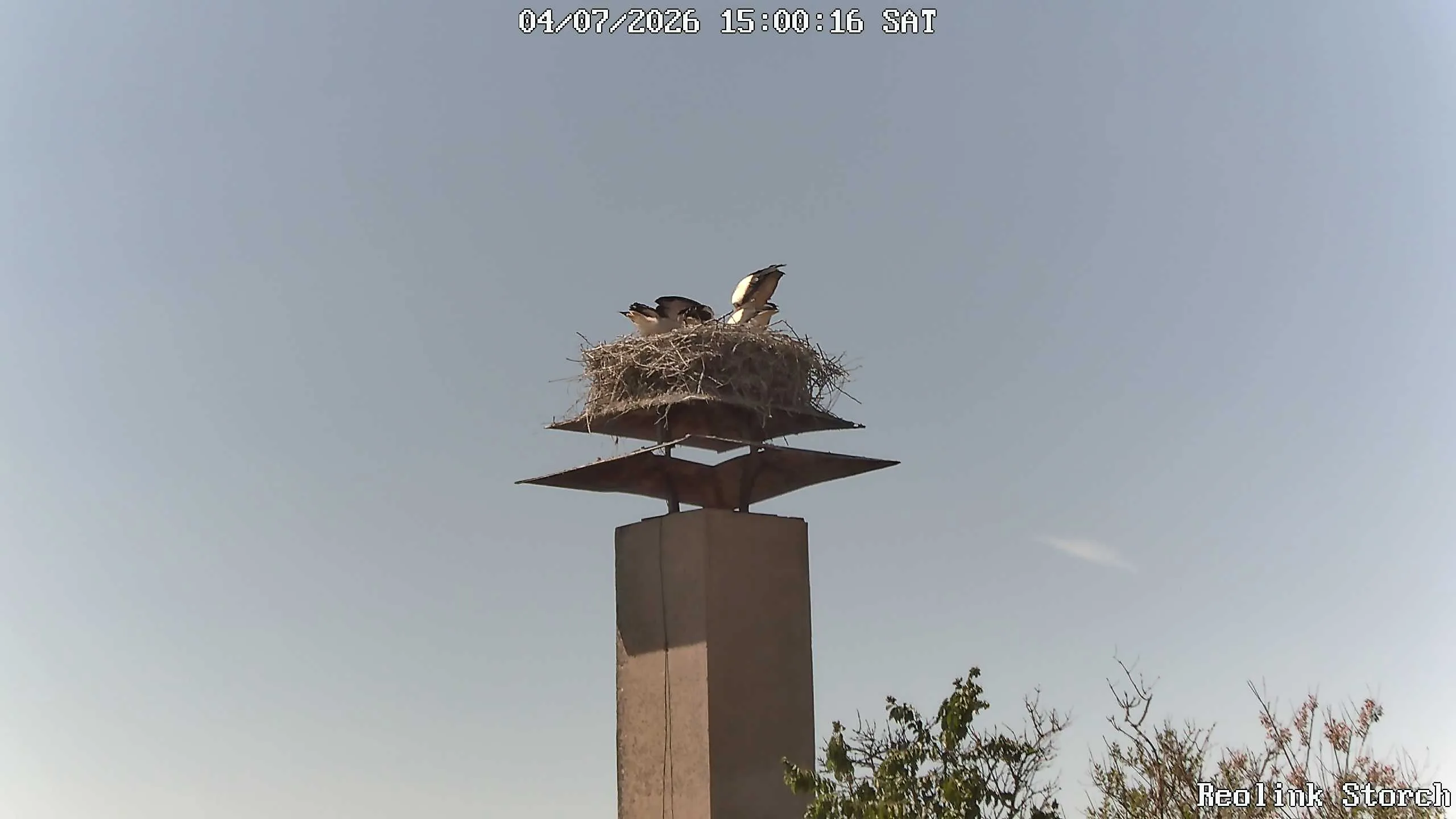 Storchencam Bild