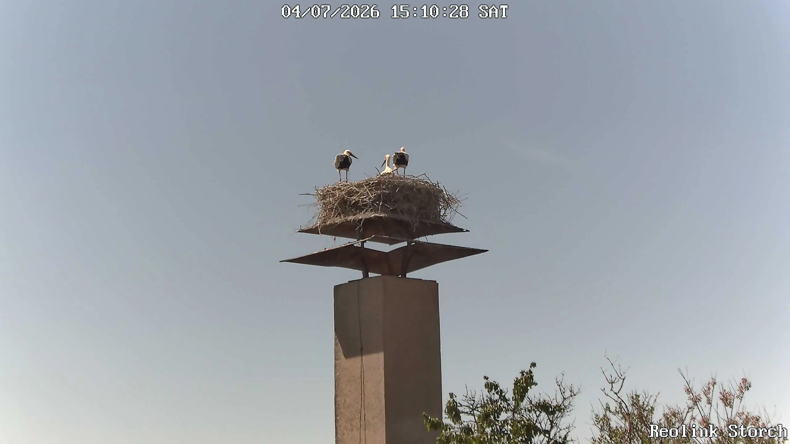 Storchencam Bild
