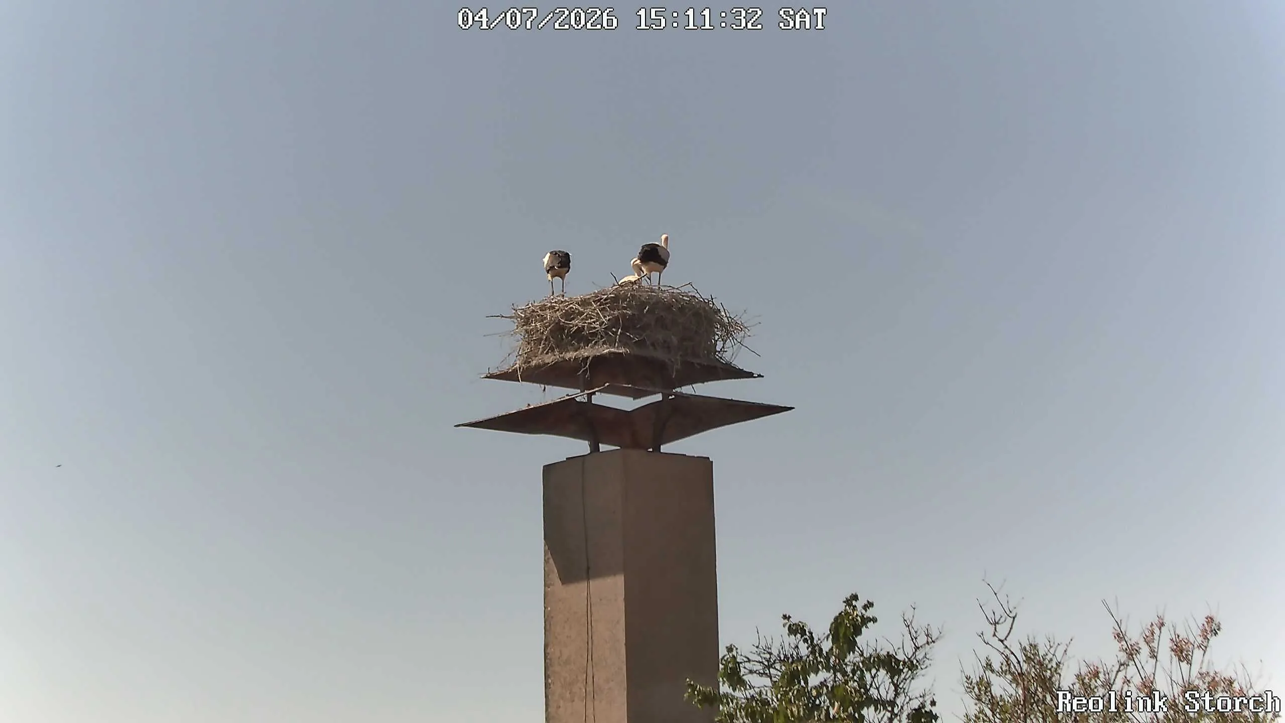 Storchencam Bild