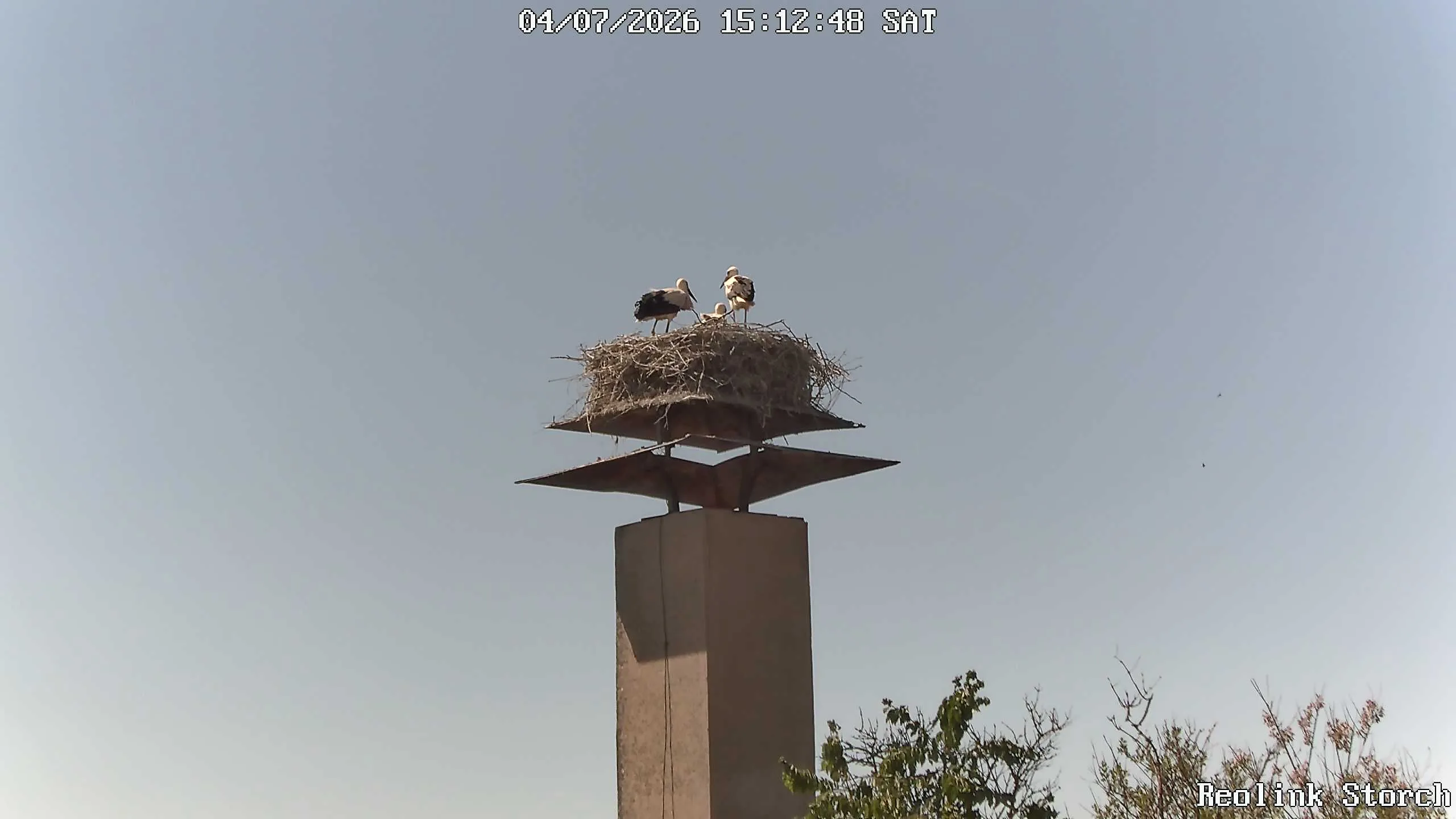 Storchencam Bild