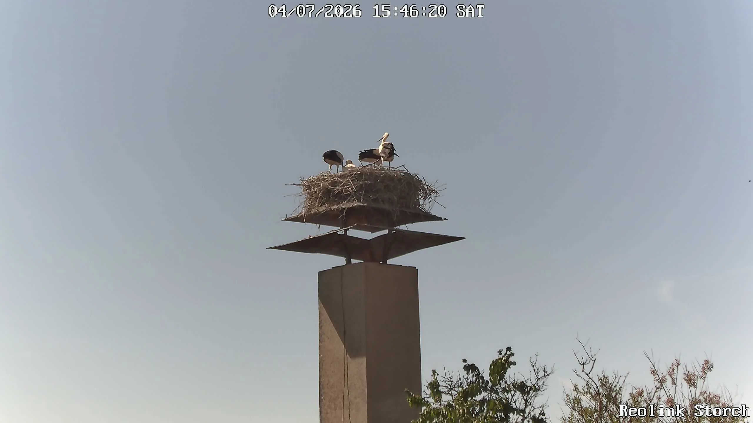 Storchencam Bild