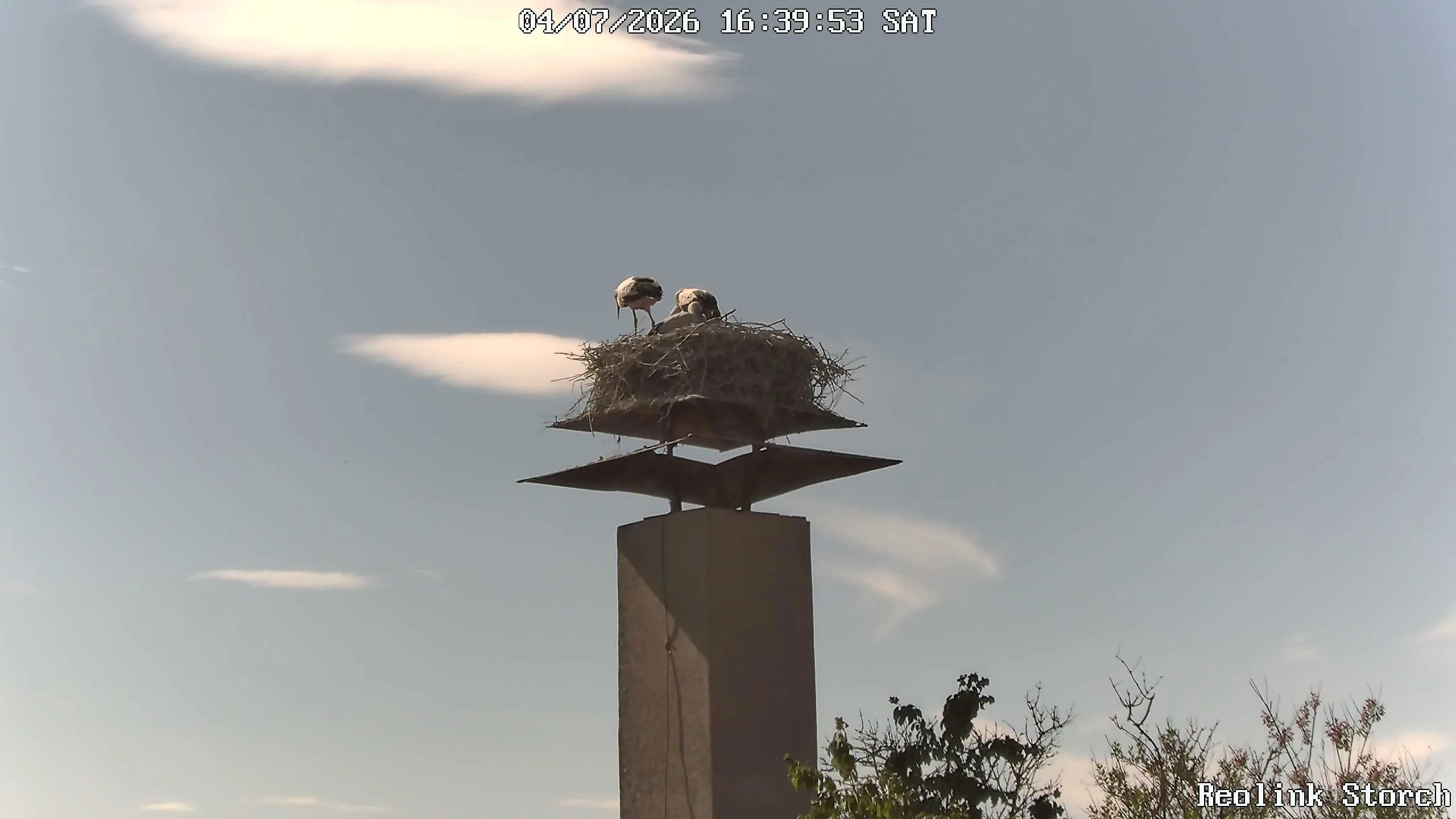 Storchencam Bild
