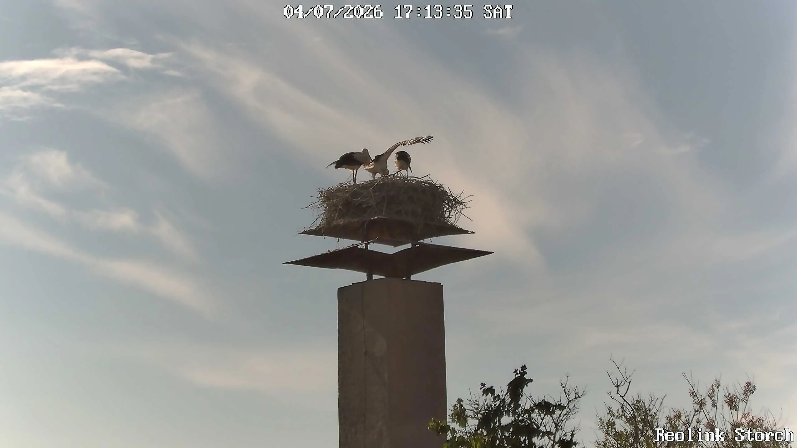 Storchencam Bild