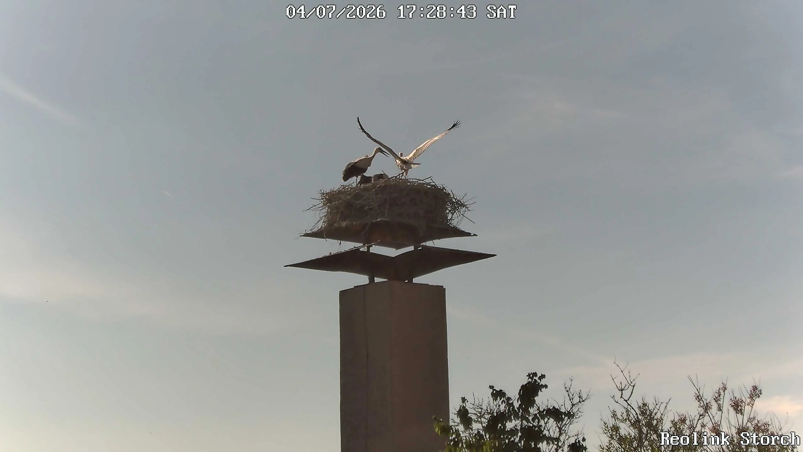 Storchencam Bild