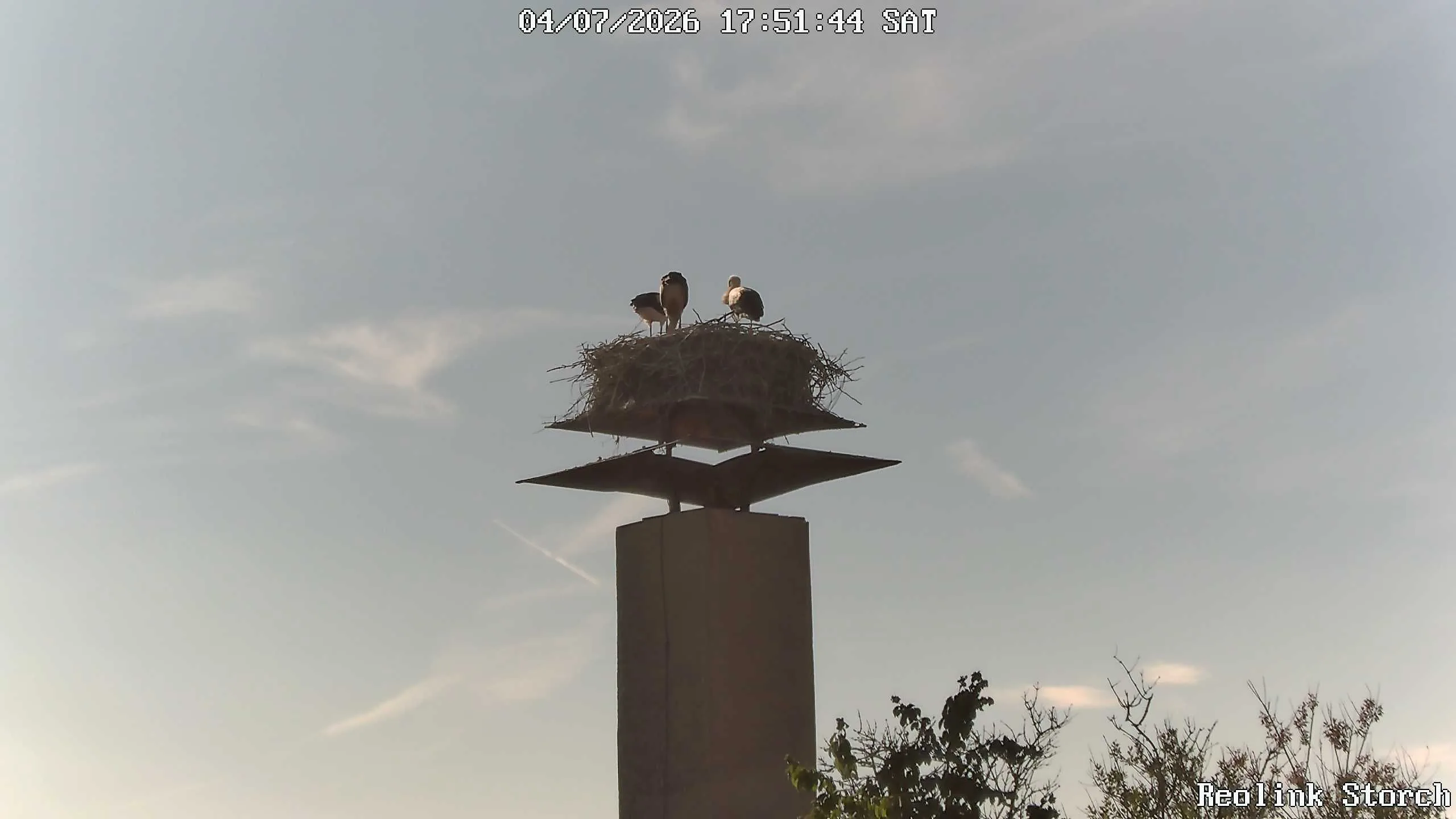 Storchencam Bild