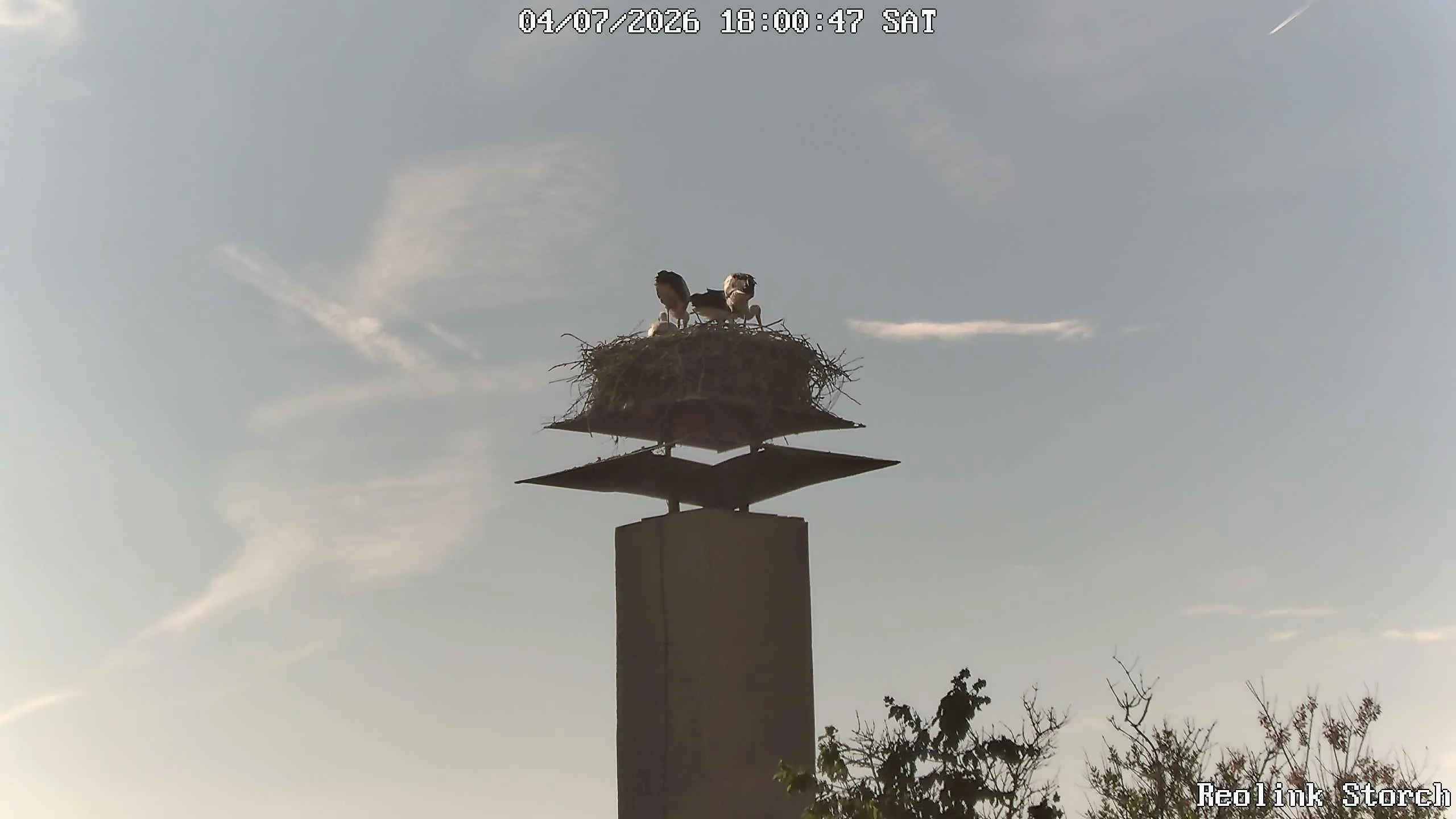 Storchencam Bild
