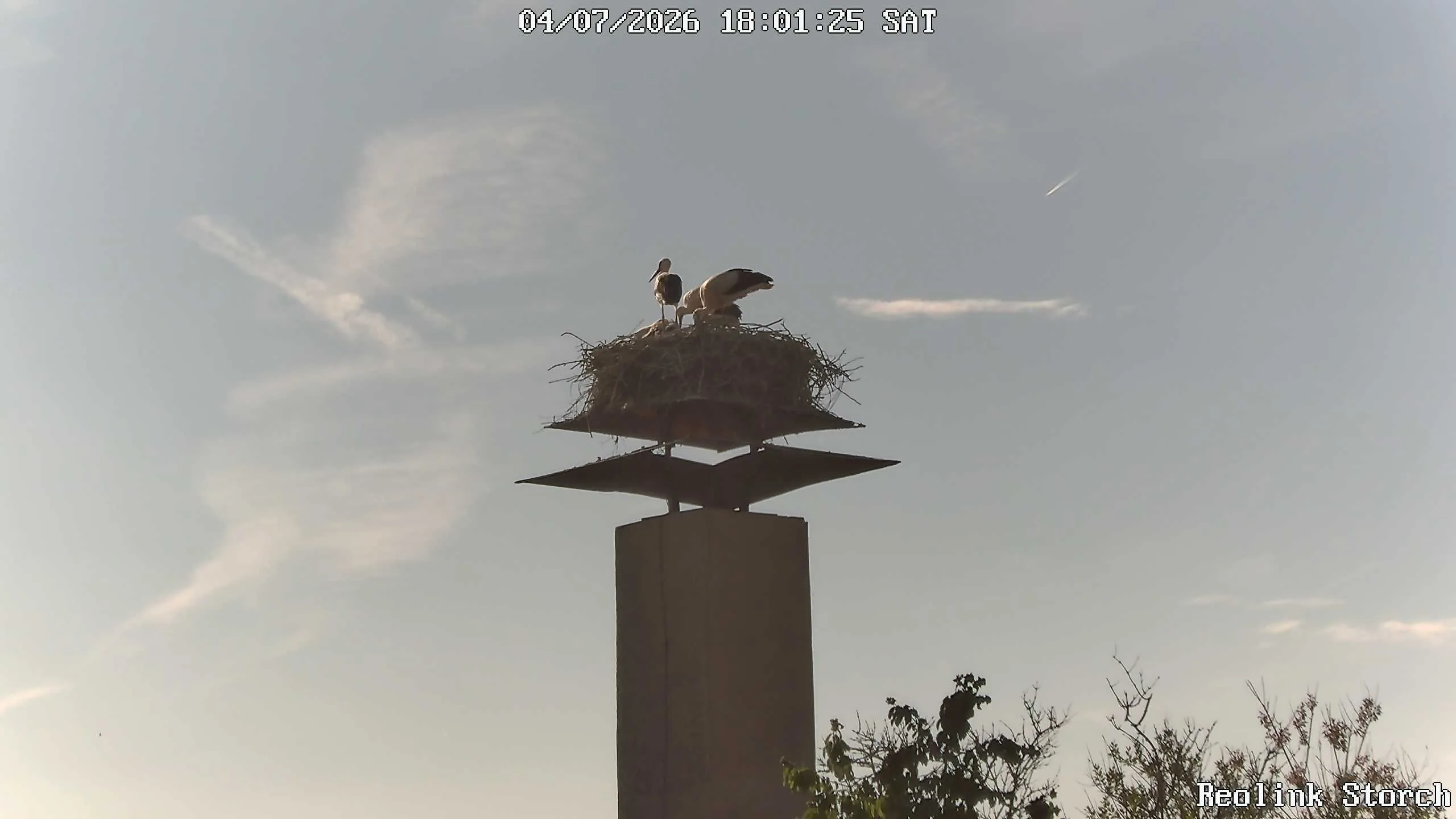 Storchencam Bild