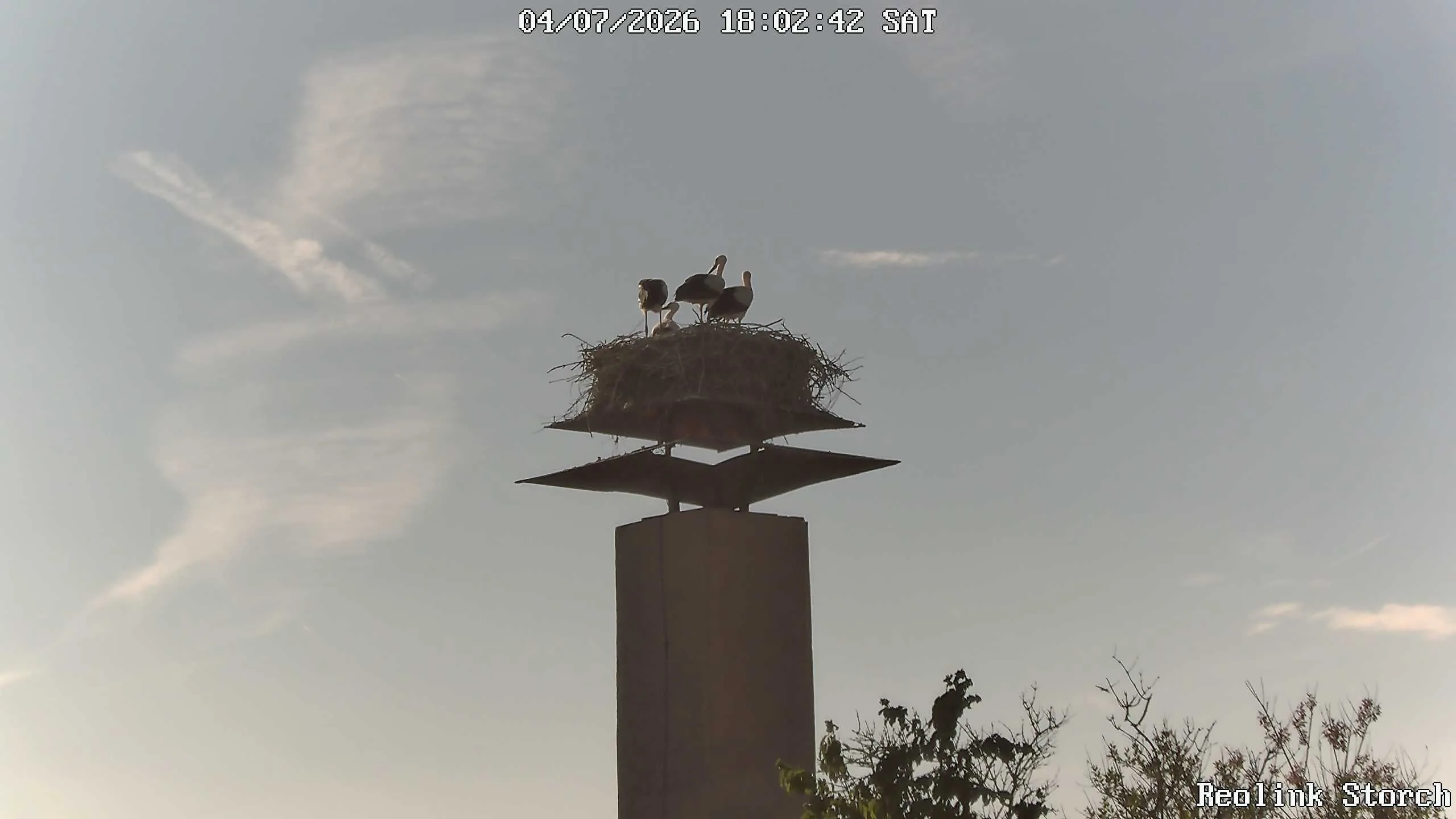 Storchencam Bild