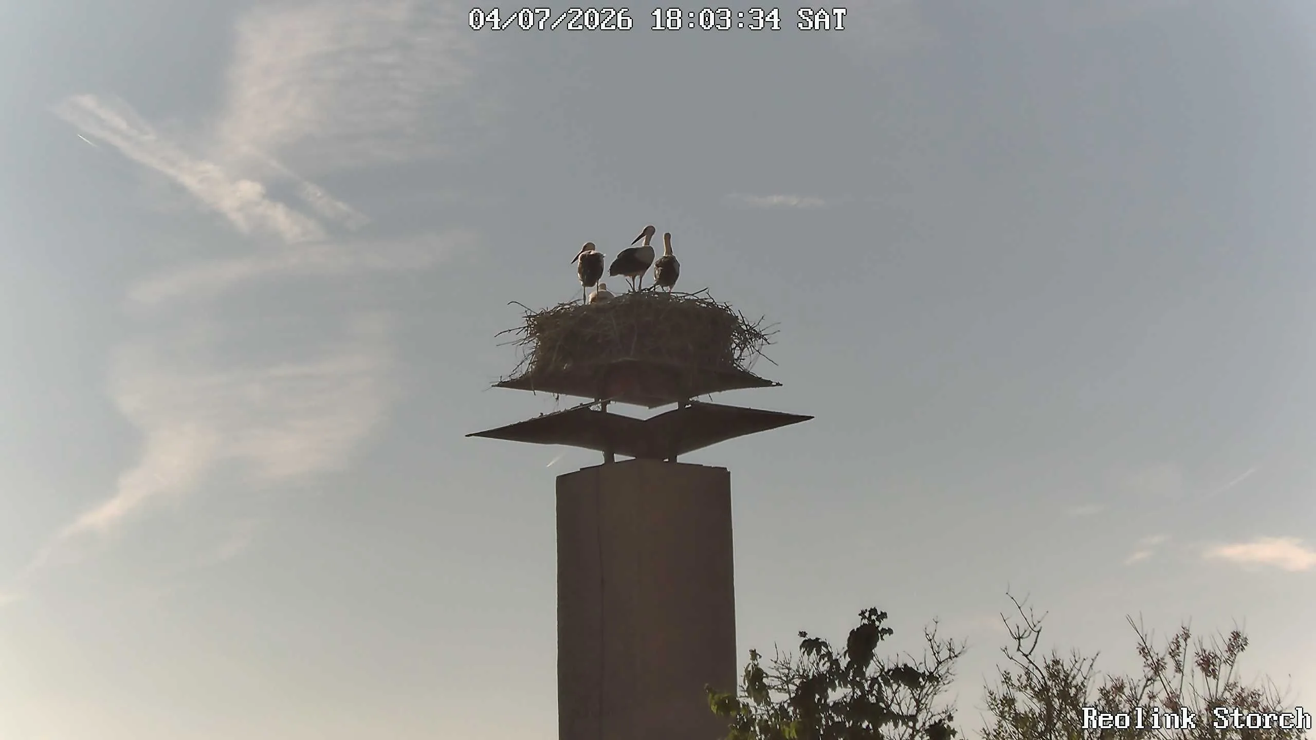 Storchencam Bild
