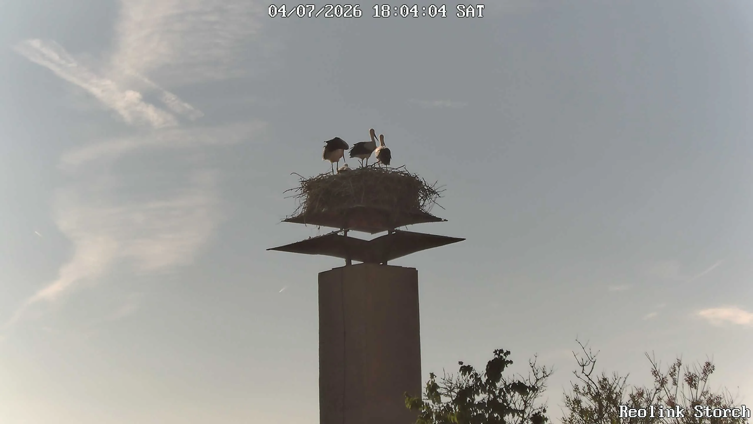 Storchencam Bild
