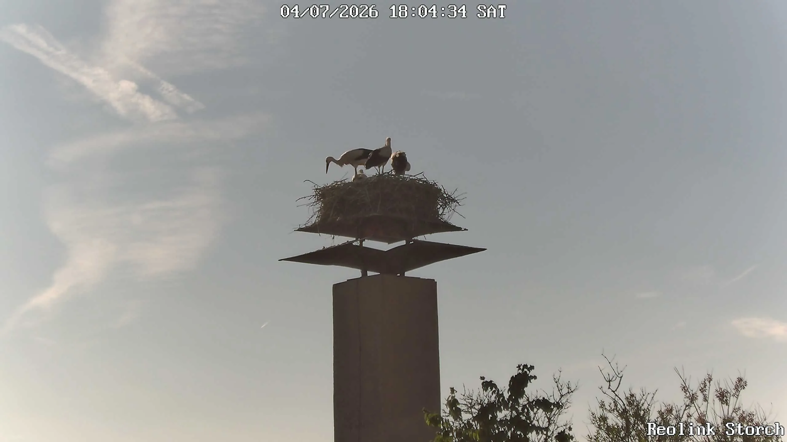 Storchencam Bild