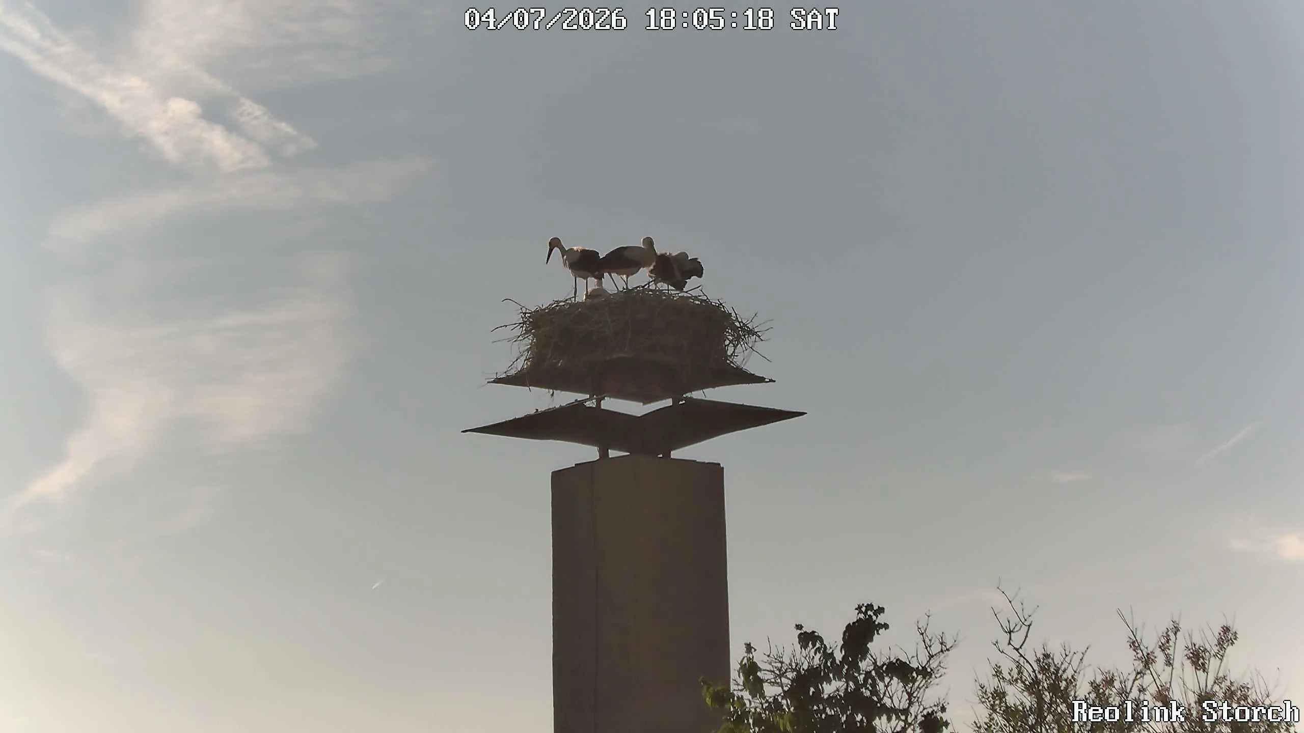 Storchencam Bild