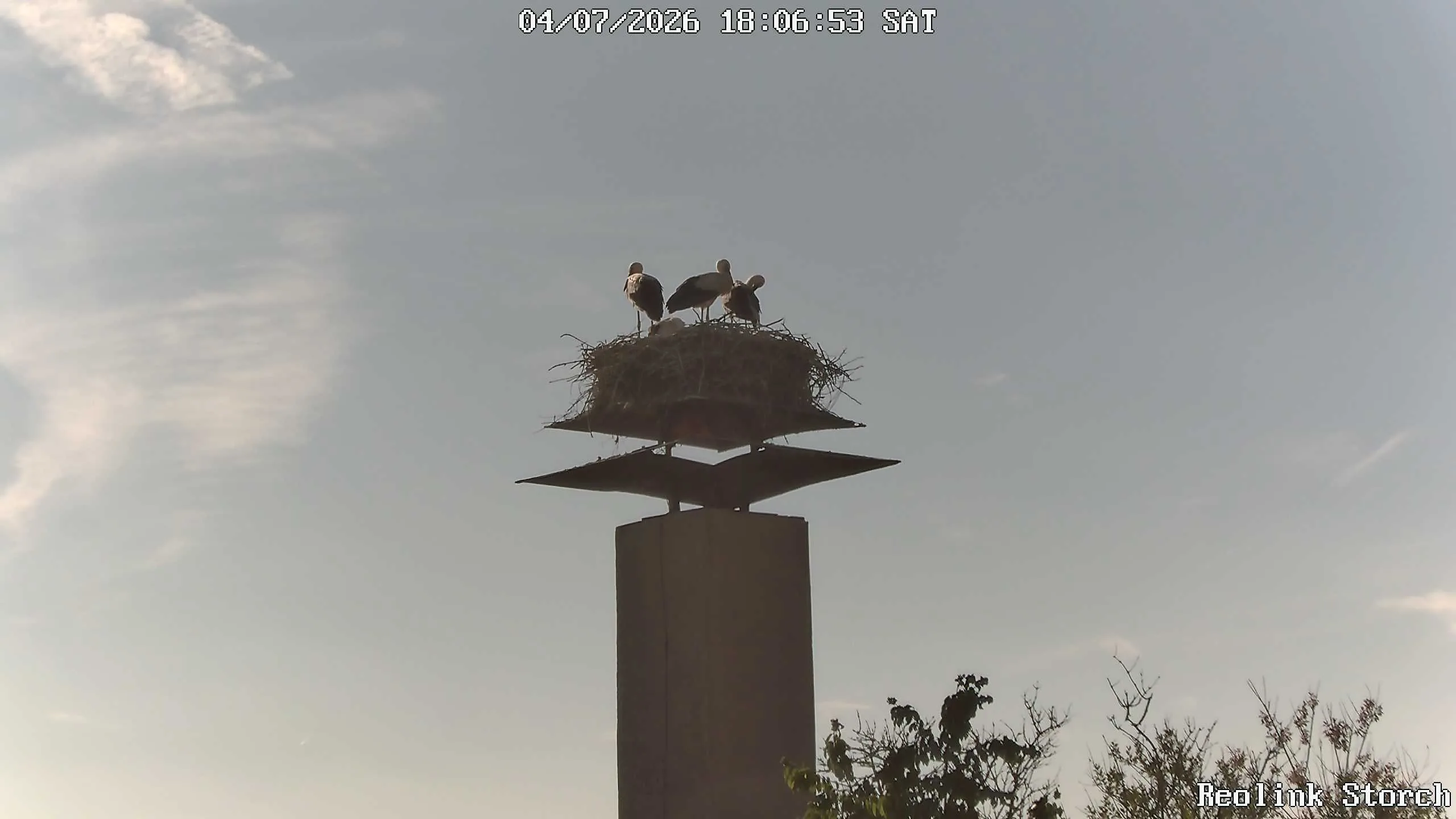 Storchencam Bild