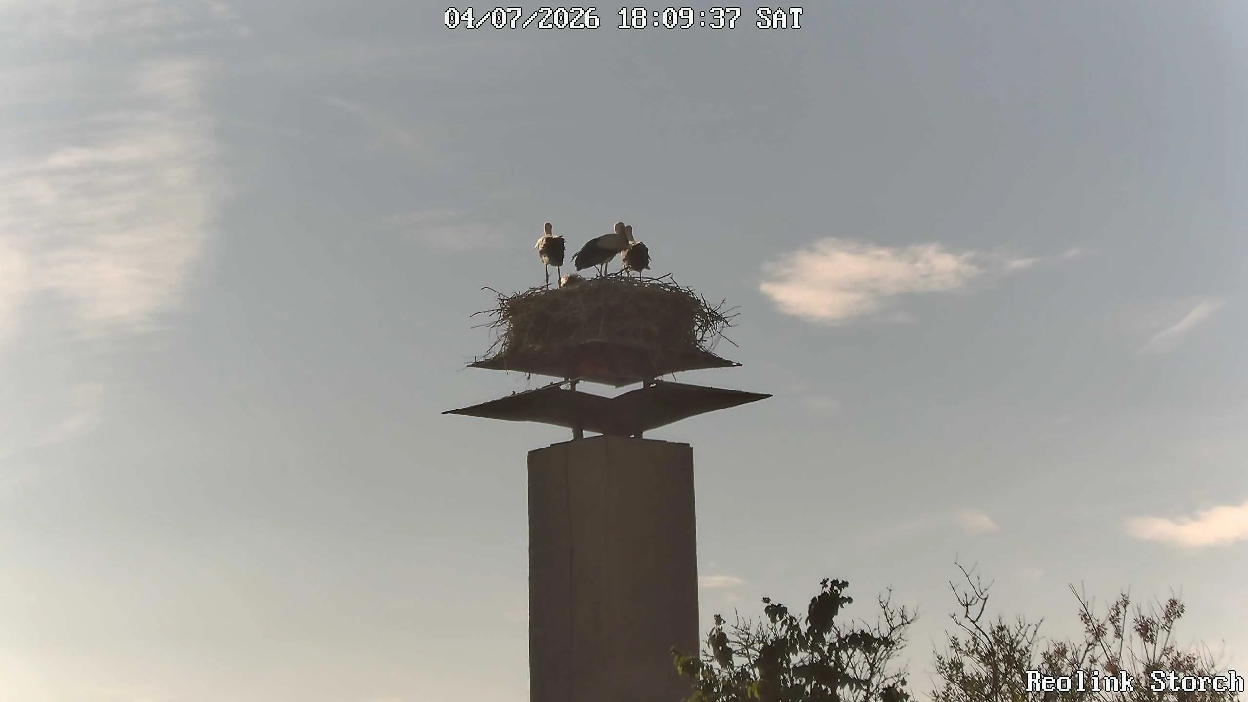 Storchencam Bild