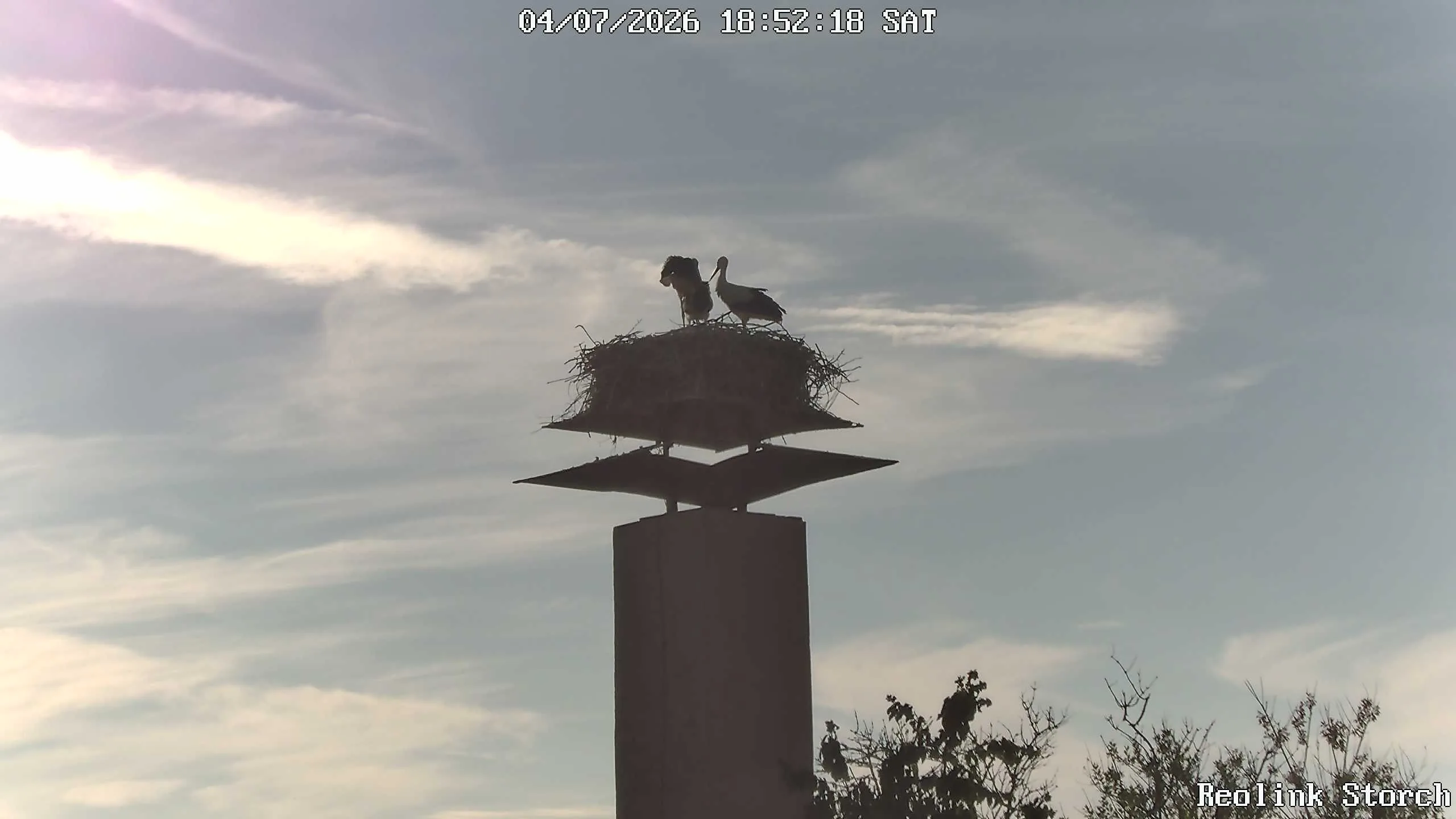 Storchencam Bild