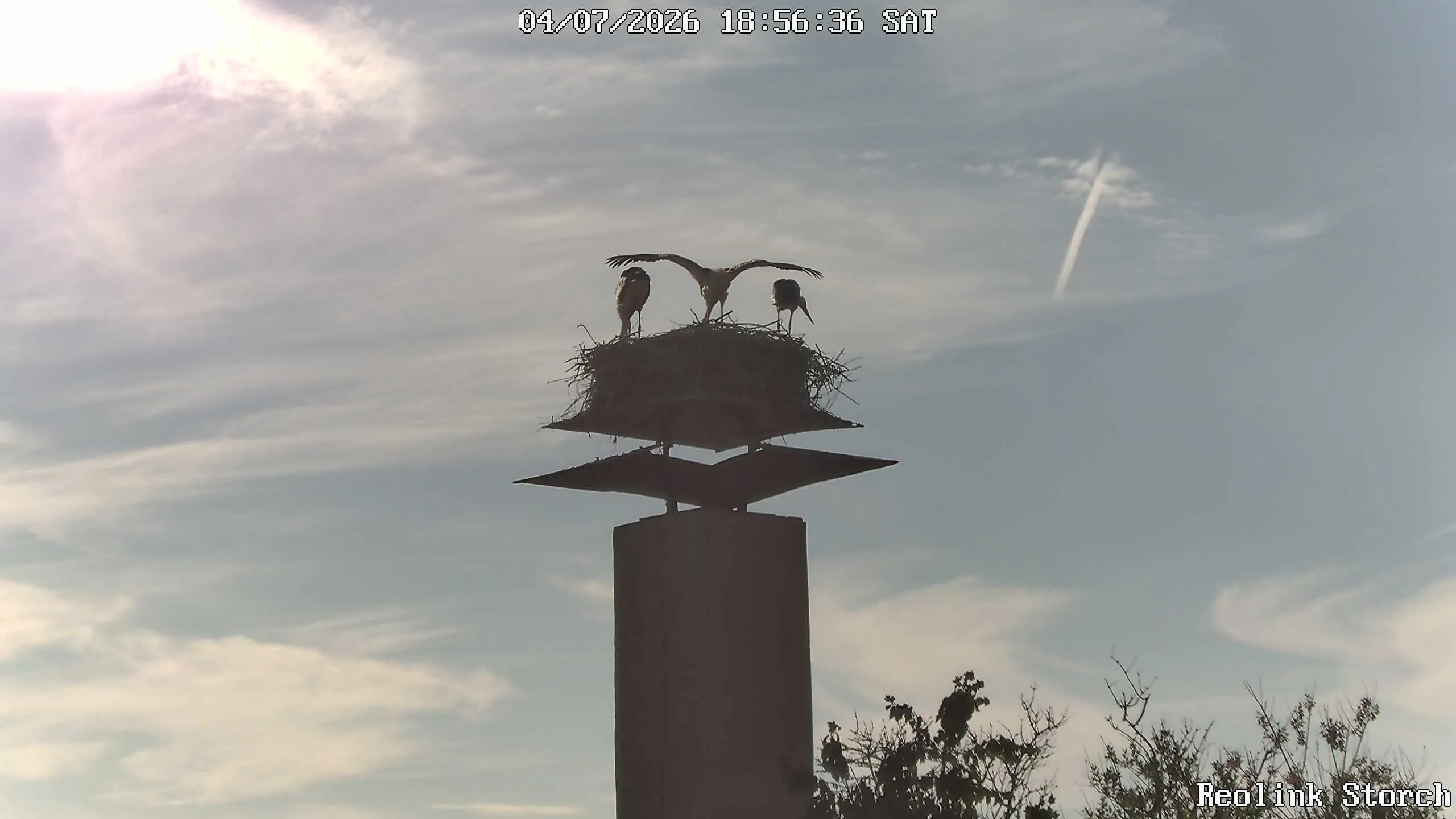 Storchencam Bild