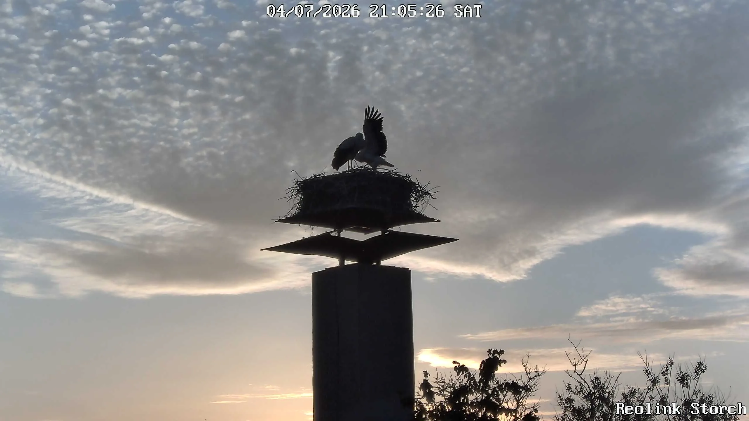 Storchencam Bild