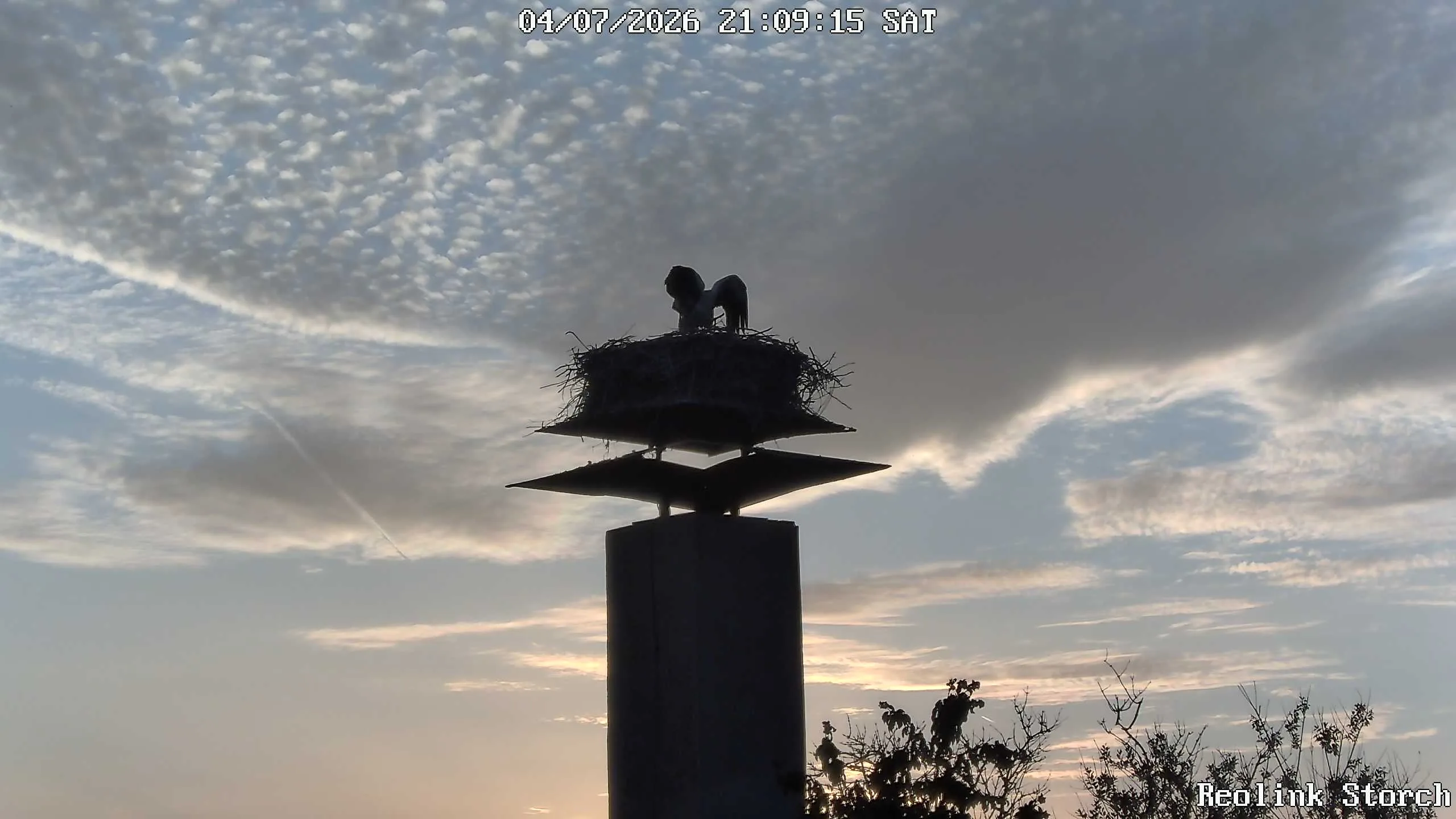 Storchencam Bild