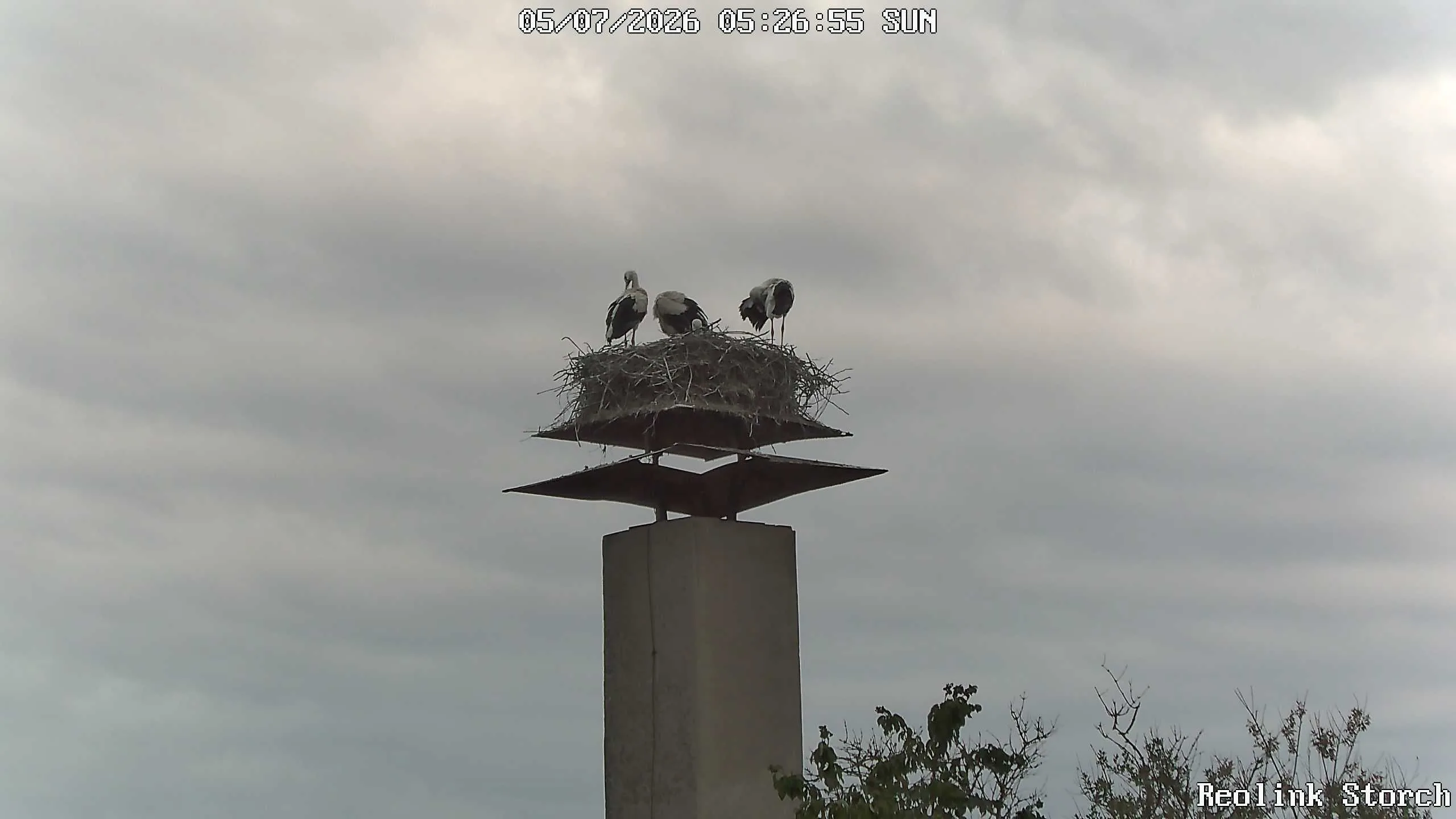 Storchencam Bild