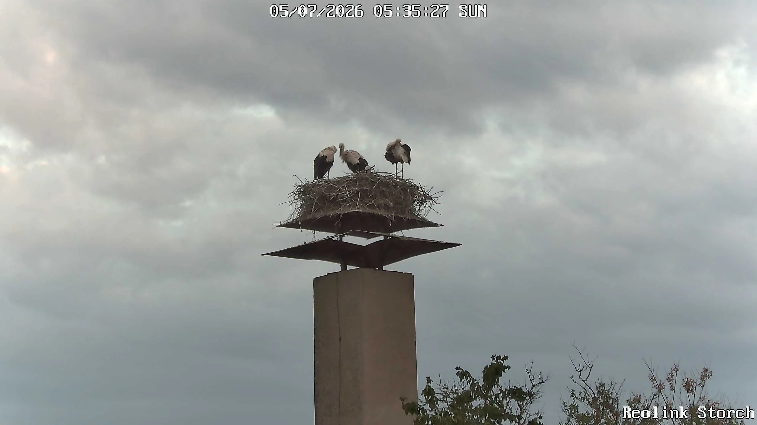 Storchencam Bild