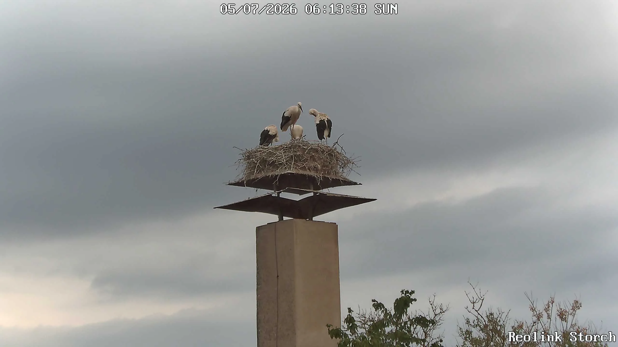 Storchencam Bild