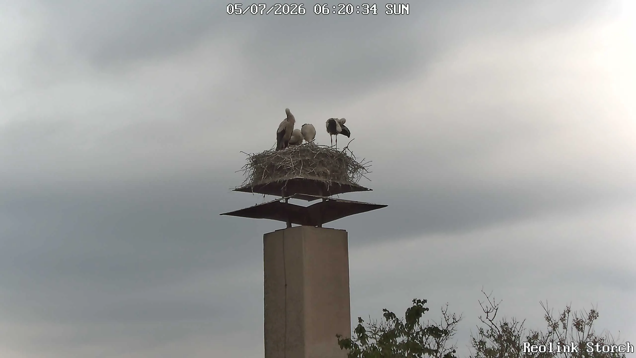 Storchencam Bild