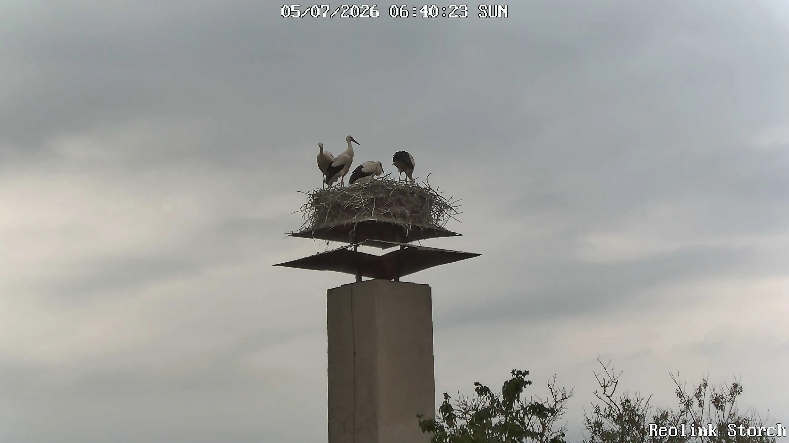 Storchencam Bild