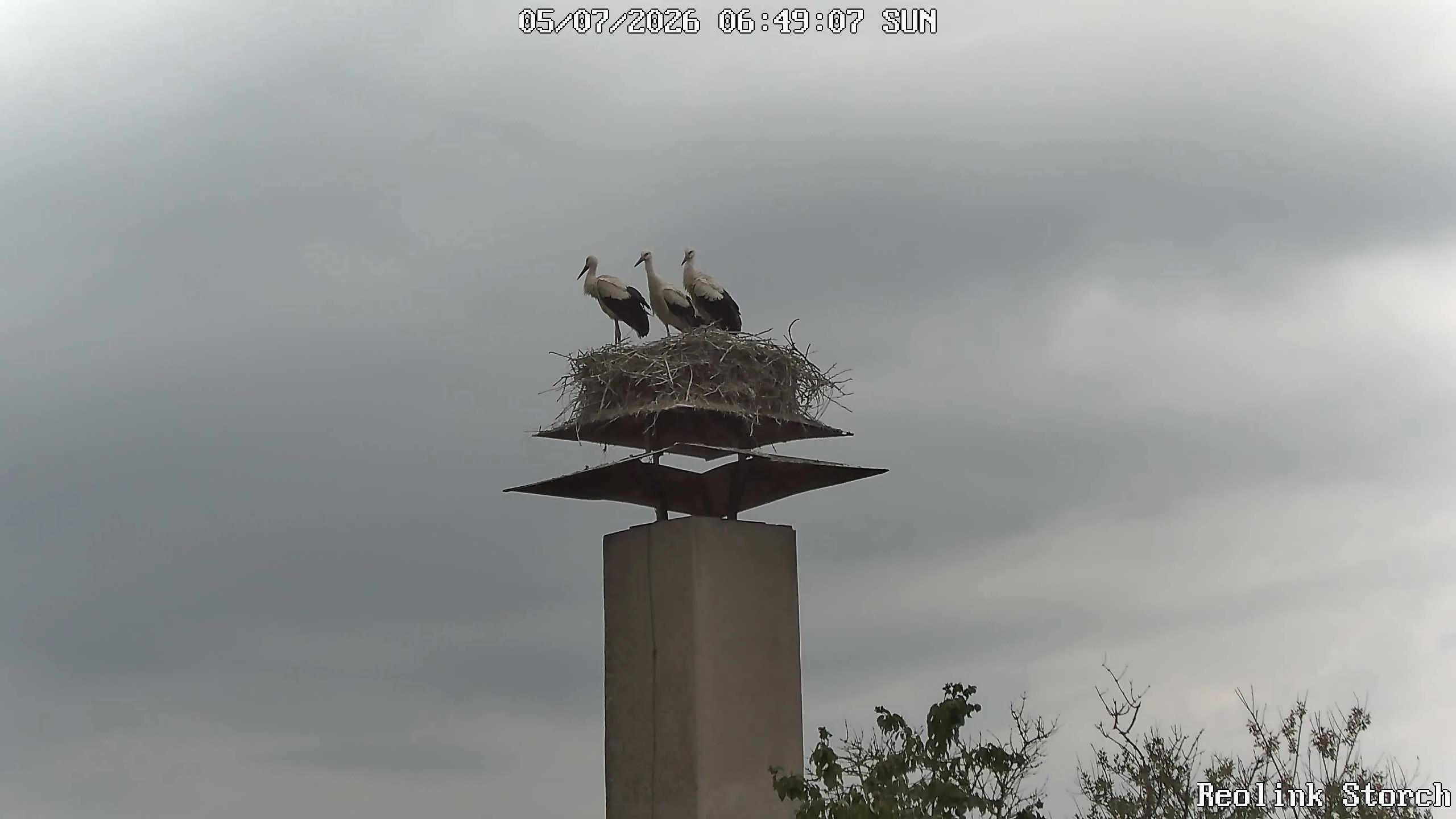 Storchencam Bild