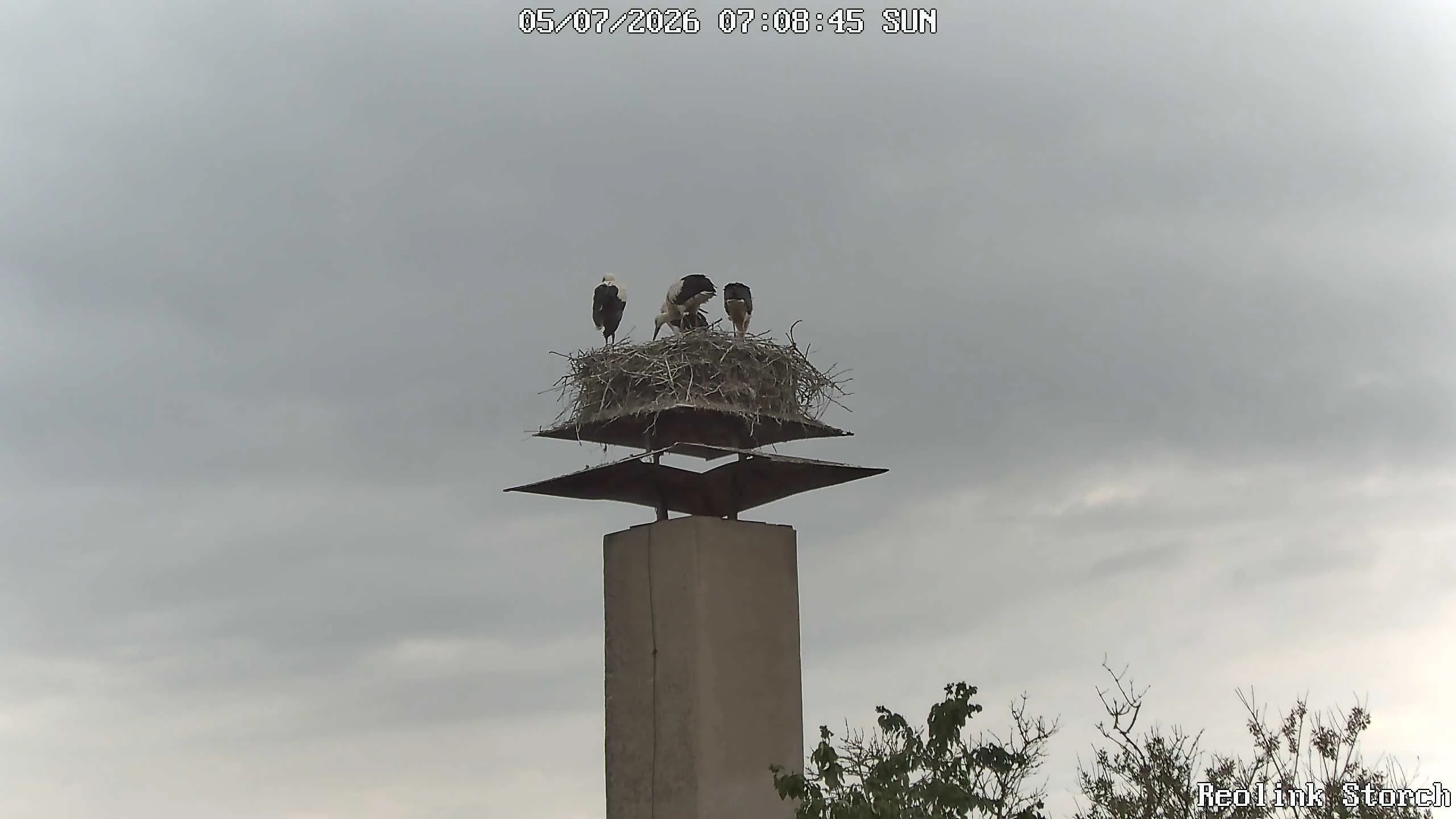 Storchencam Bild