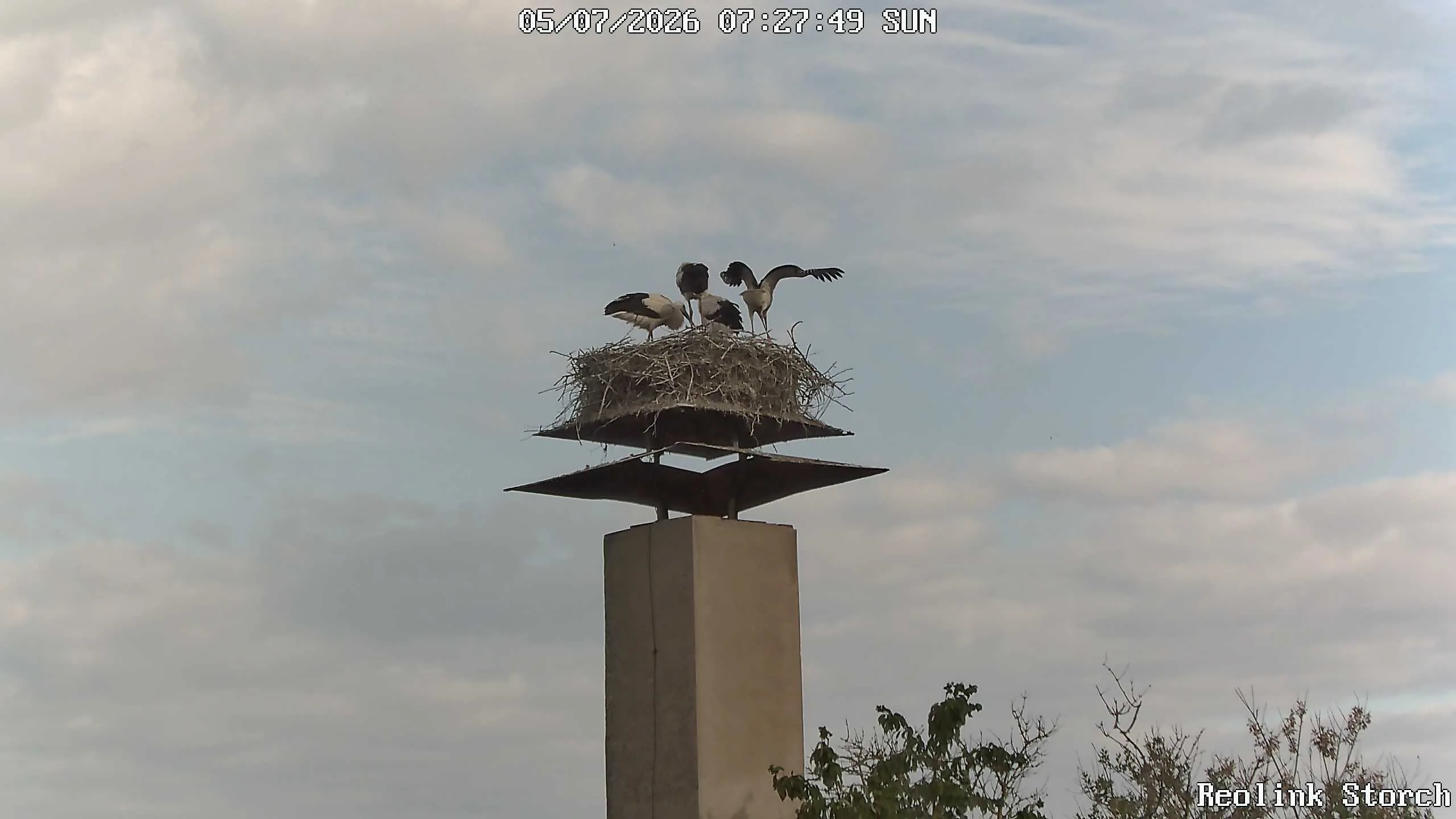 Storchencam Bild