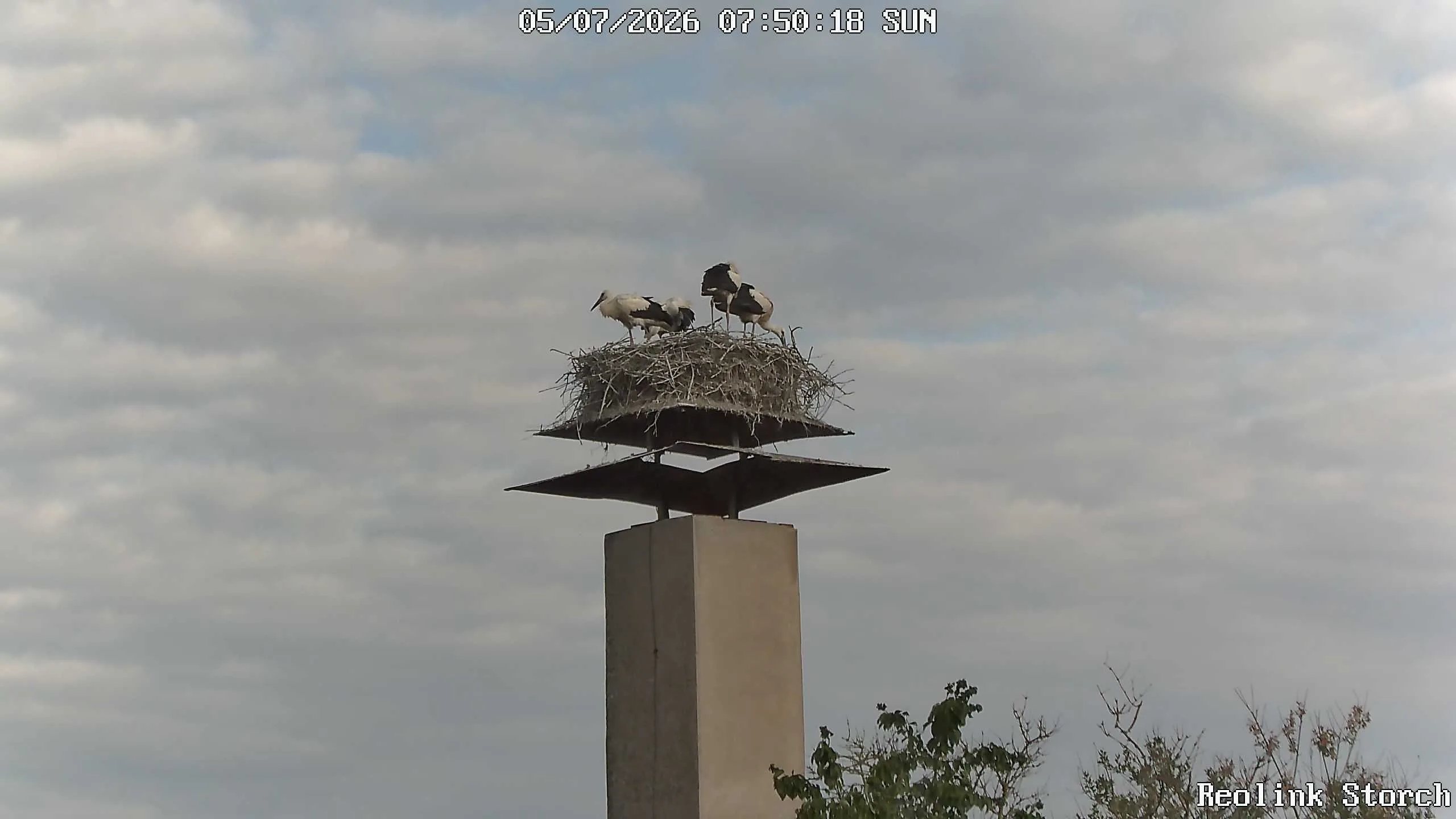 Storchencam Bild